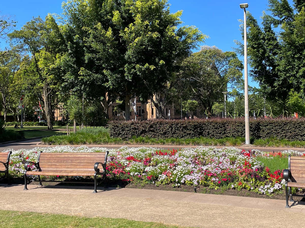Hyde Park Sydney, wooden benches, vibrant red and white flowers, SD Desktop Wallpaper