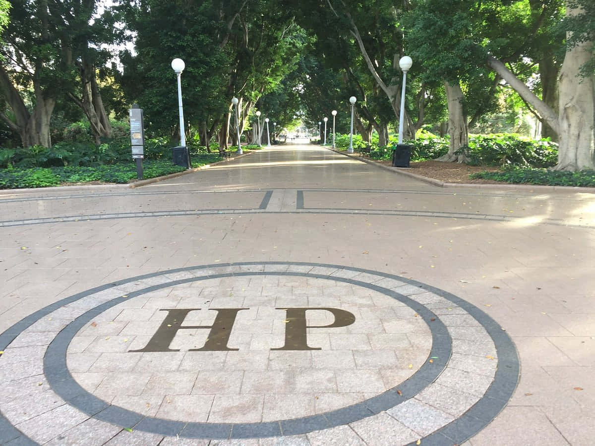 Hyde Park Sydney, paved pathway, tall trees, SD Desktop Wallpaper