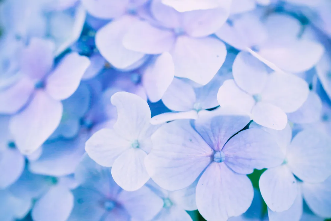 Hydrangea