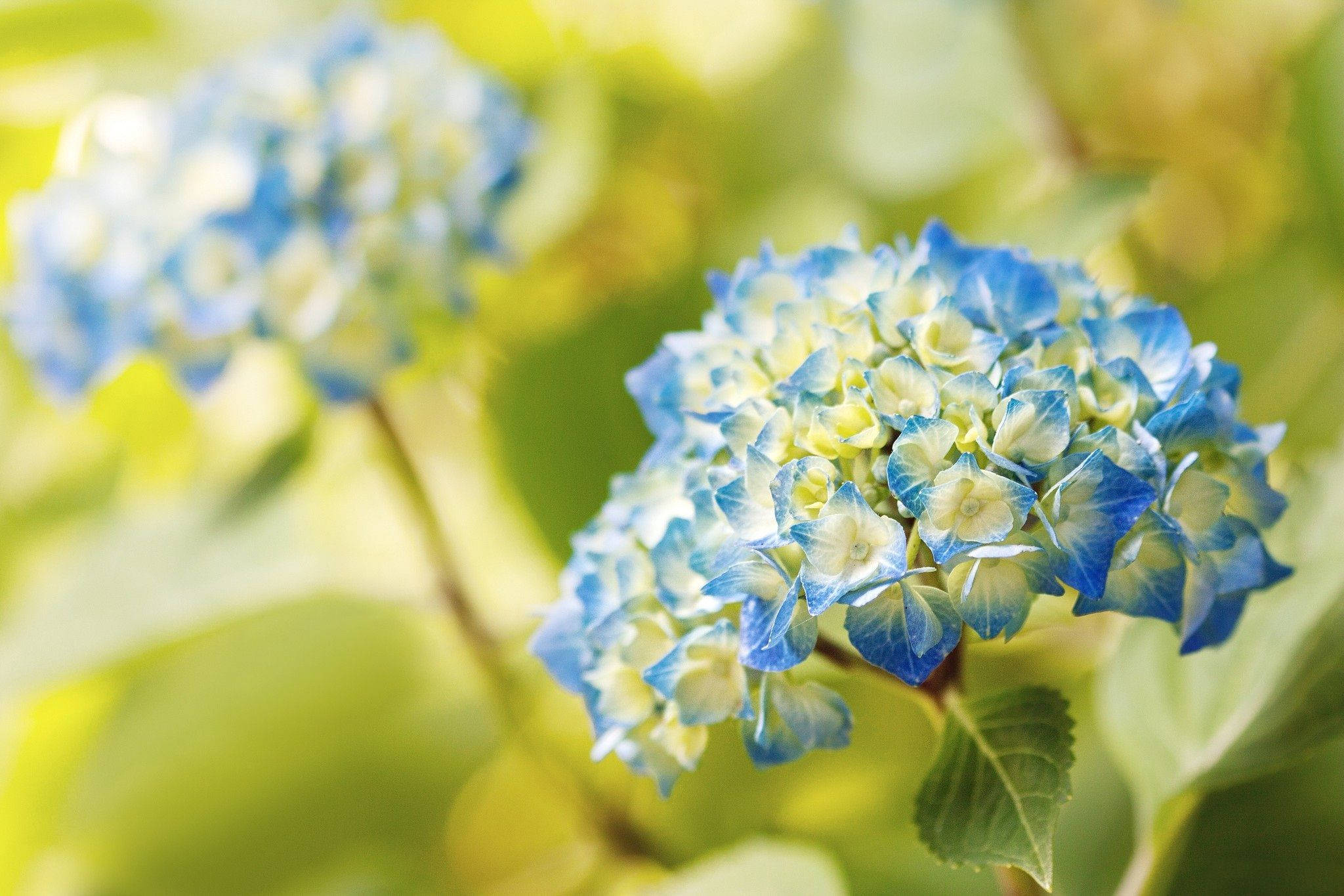 blue hydrangea flowers, vibrant blue, white hydrangea blooms, Full HD Desktop Wallpaper