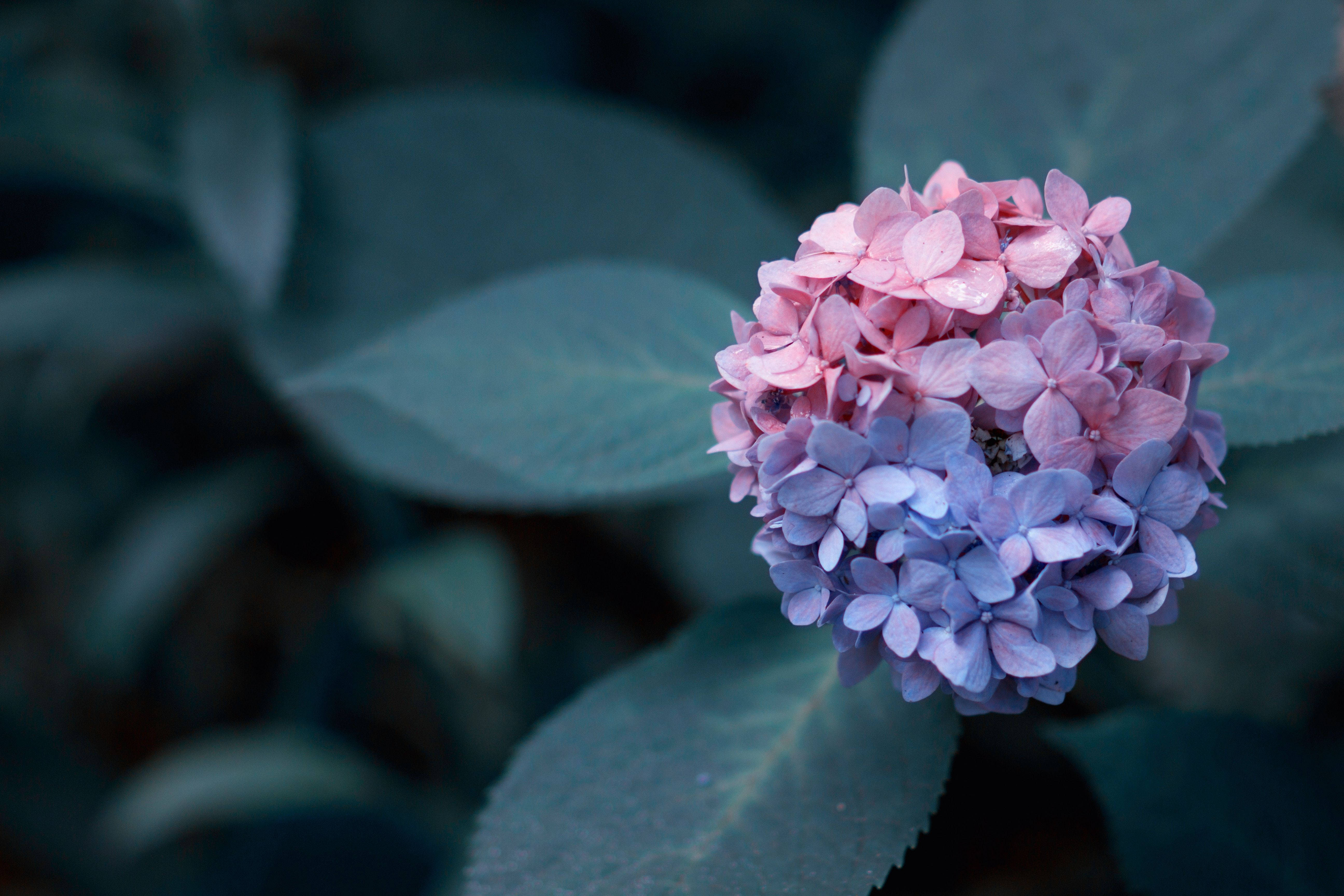 pink purple hydrangea flower, soft pink and blue petals, blurred green foliage, 5K Desktop Wallpaper