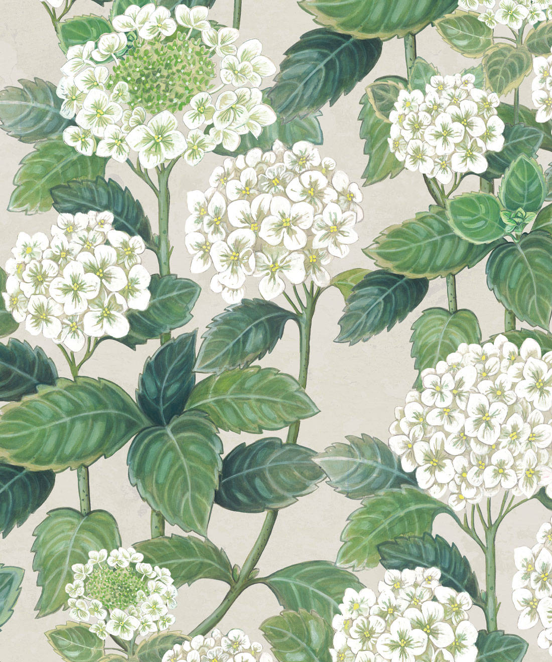 white hydrangea flowers, lush green leaves, soft beige background, HD Phone Wallpaper