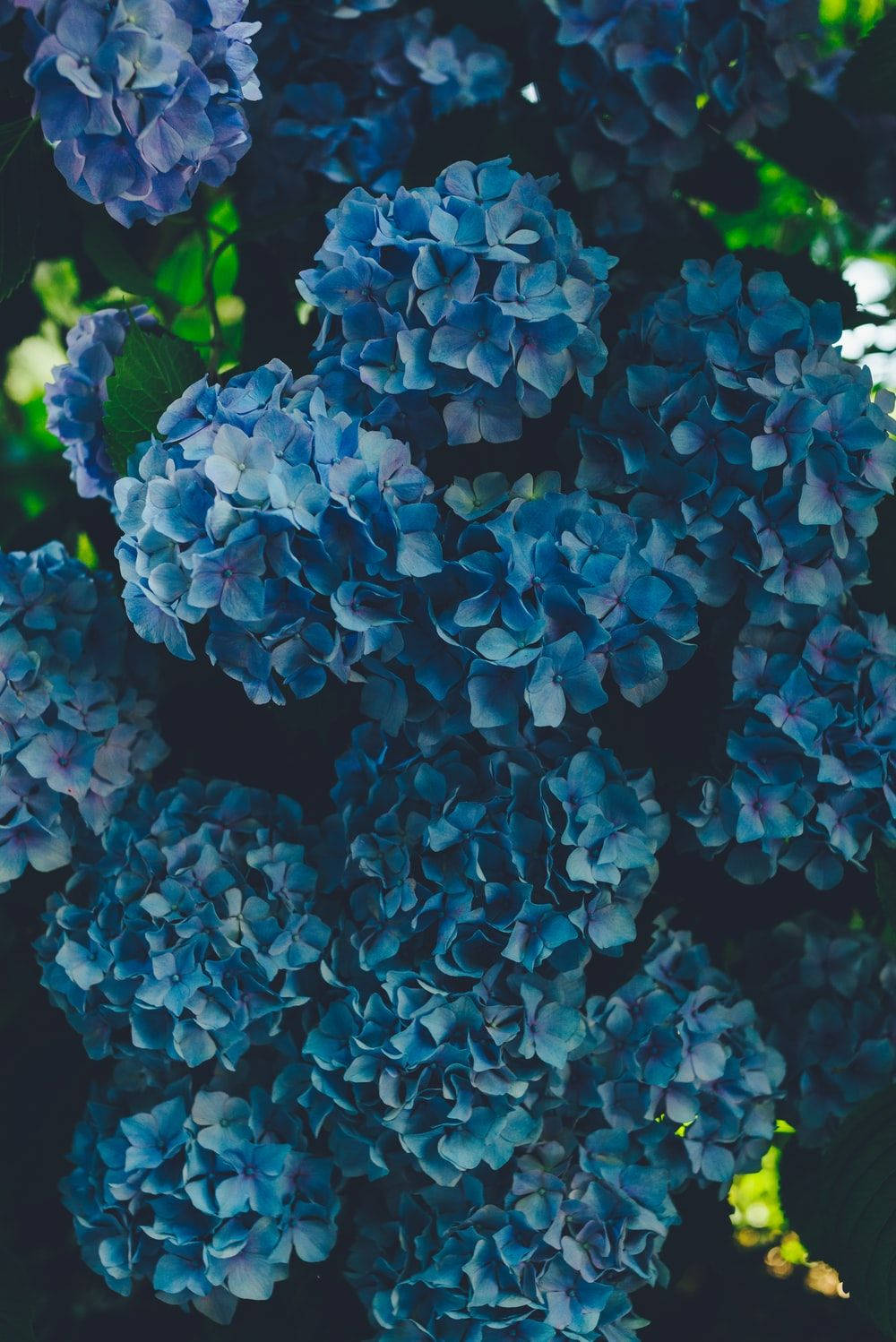 dark blue hydrangea flowers, lush blue hydrangea blooms, soft light, HD Phone Wallpaper