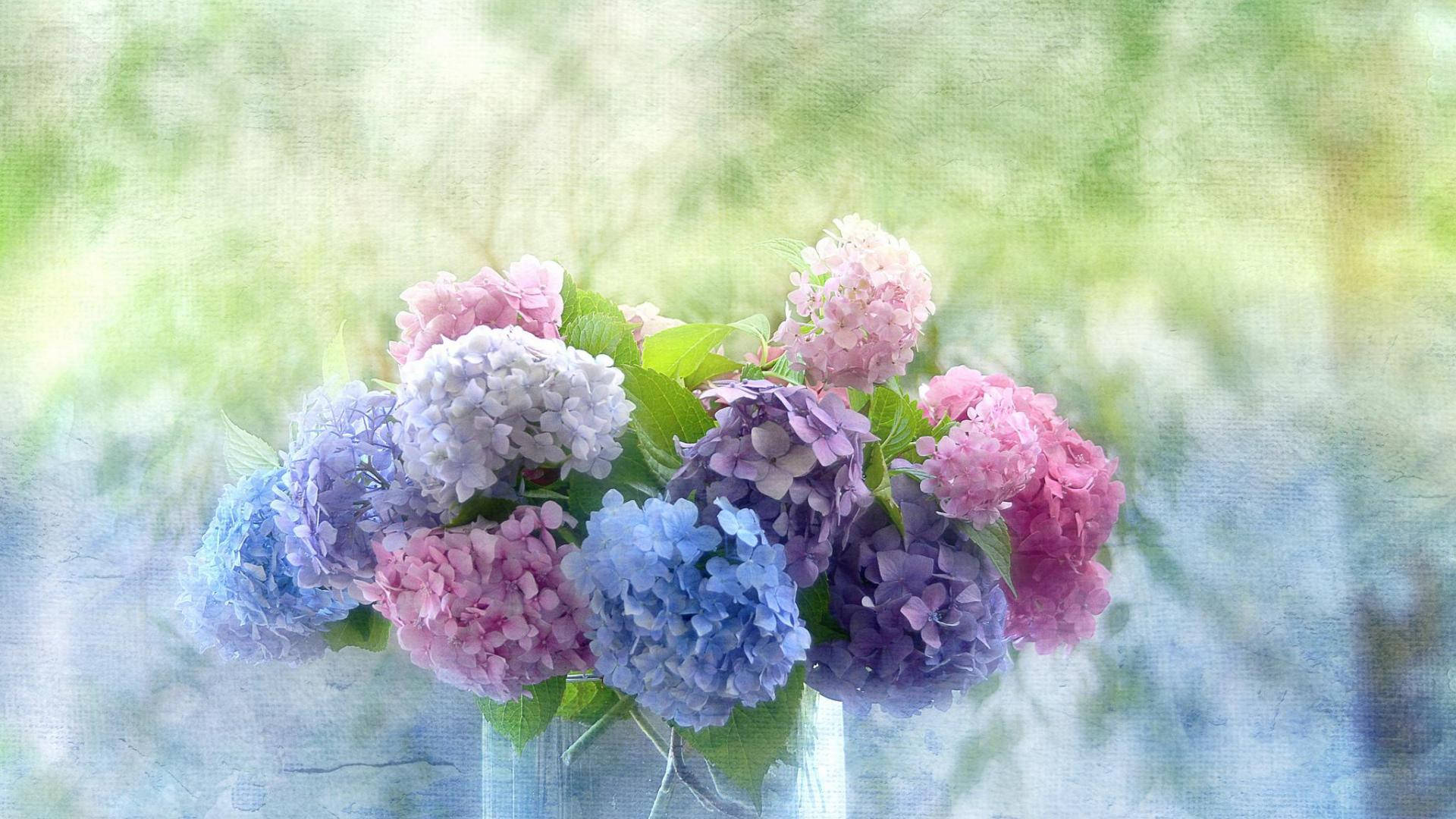 multicolored hydrangea flowers, pink purple and blue hydrangeas, clear vase, Full HD Desktop Wallpaper