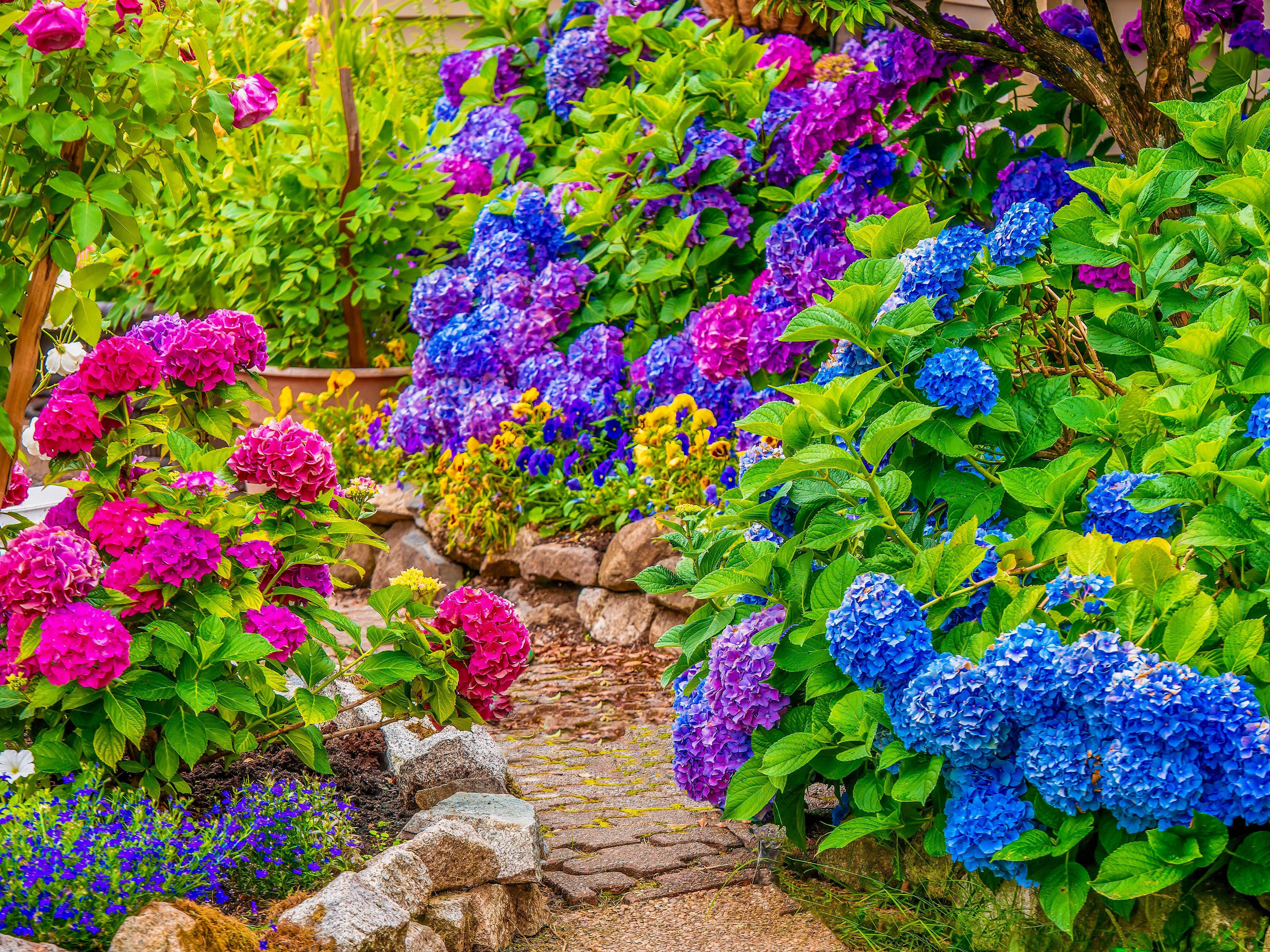 colorful hydrangea garden, winding stone path, lush garden, 4K Desktop Wallpaper