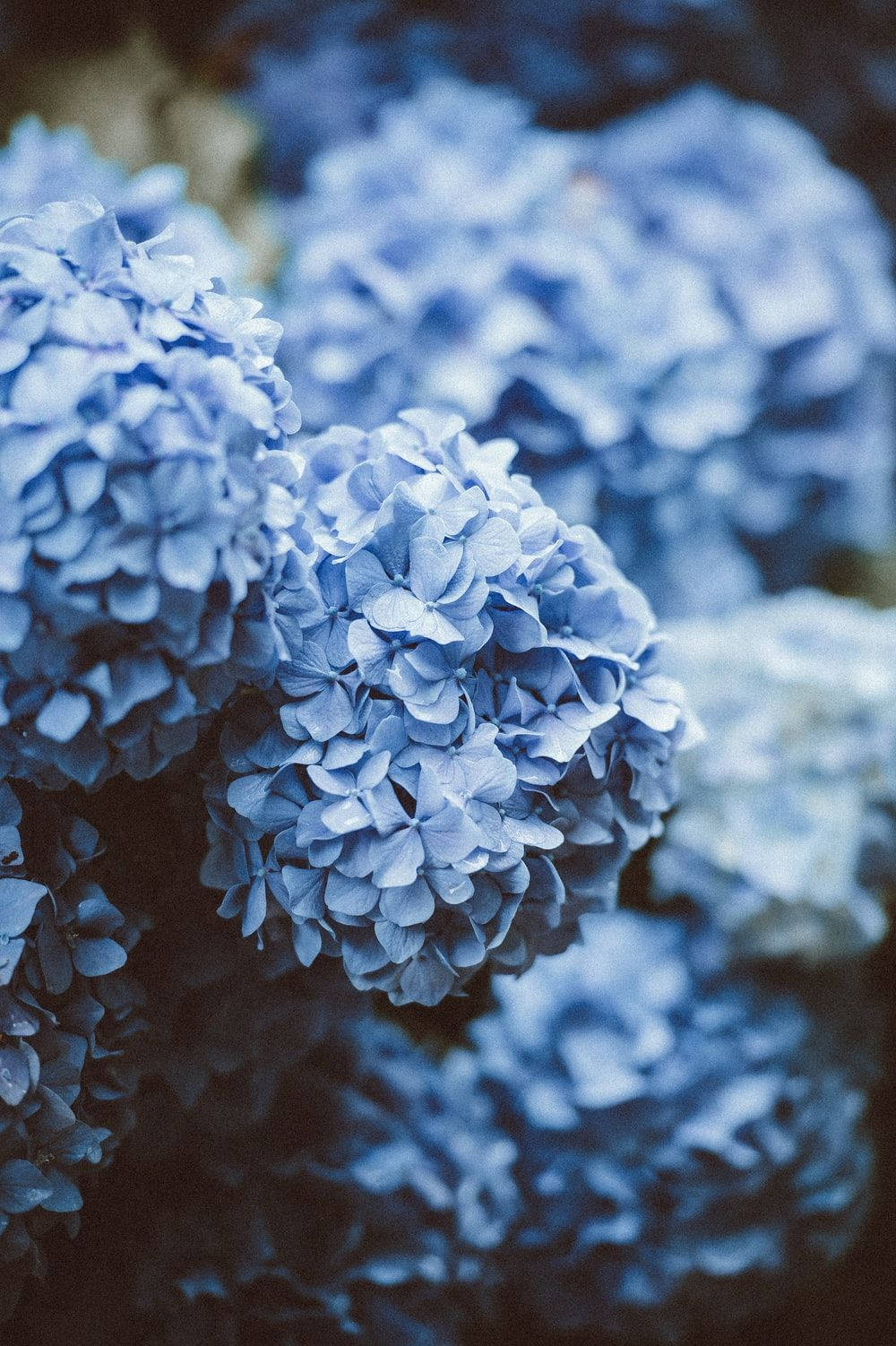 blue hydrangea, delicate blue hydrangea blooms, soft focus background, HD Phone Wallpaper