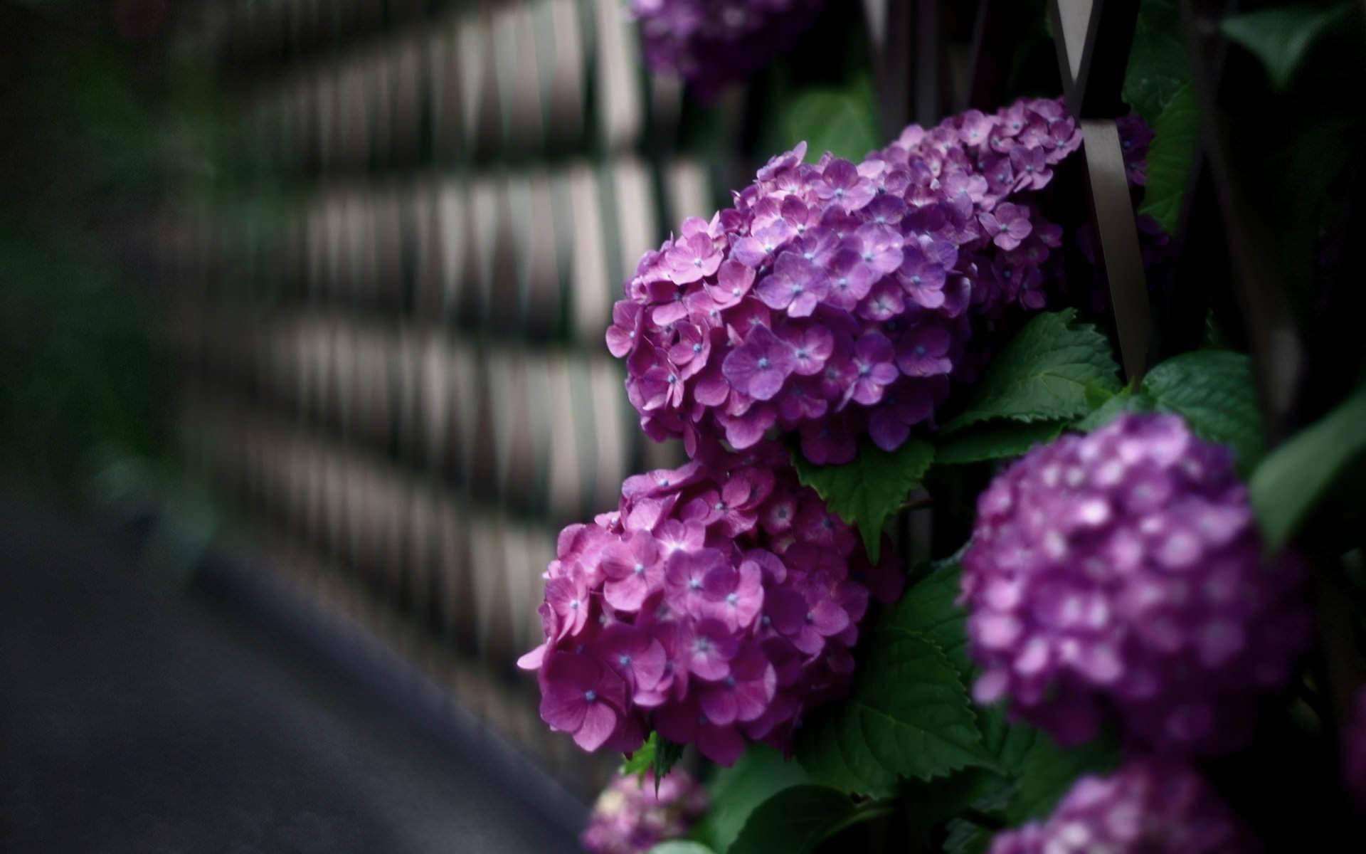 pink hydrangea flowers, fence, blurred wooden fence, Full HD Desktop Wallpaper