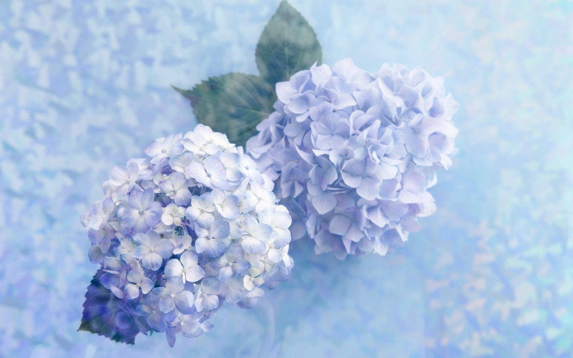 dreamy blue hydrangea flowers, blue hydrangea blooms, green leaves, Full HD Desktop Wallpaper