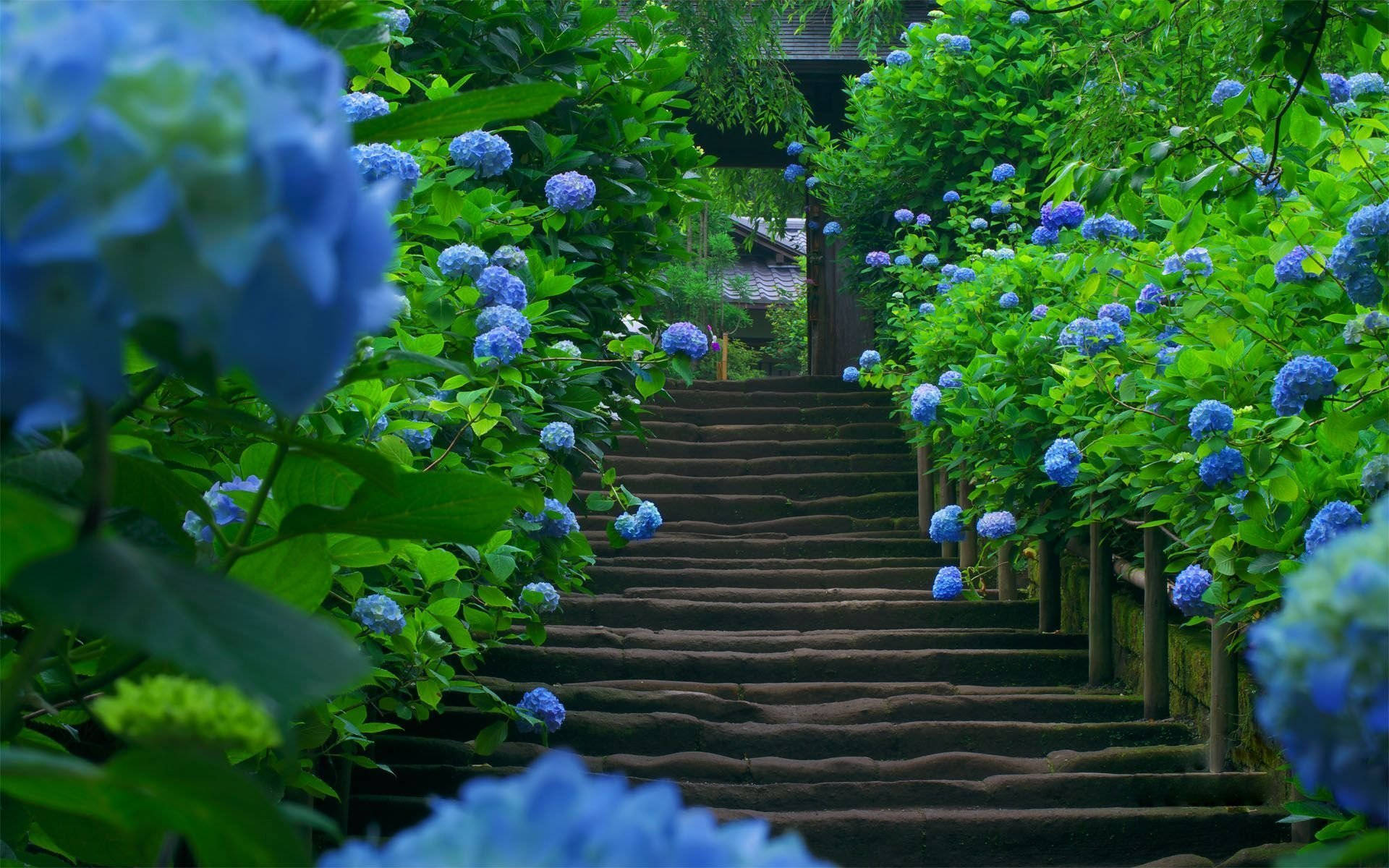 blue hydrangea flowers, stone staircase, lush greenery, Full HD Desktop Wallpaper