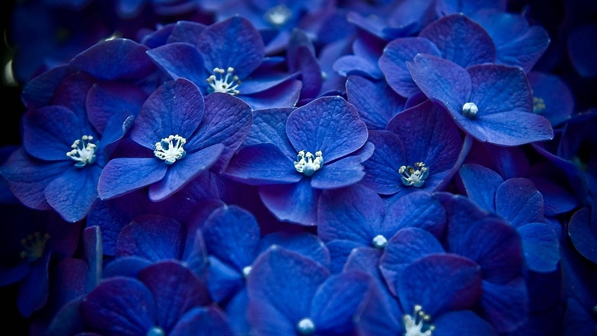 deep blue hydrangea, white centers, velvety petals, Full HD Desktop Wallpaper