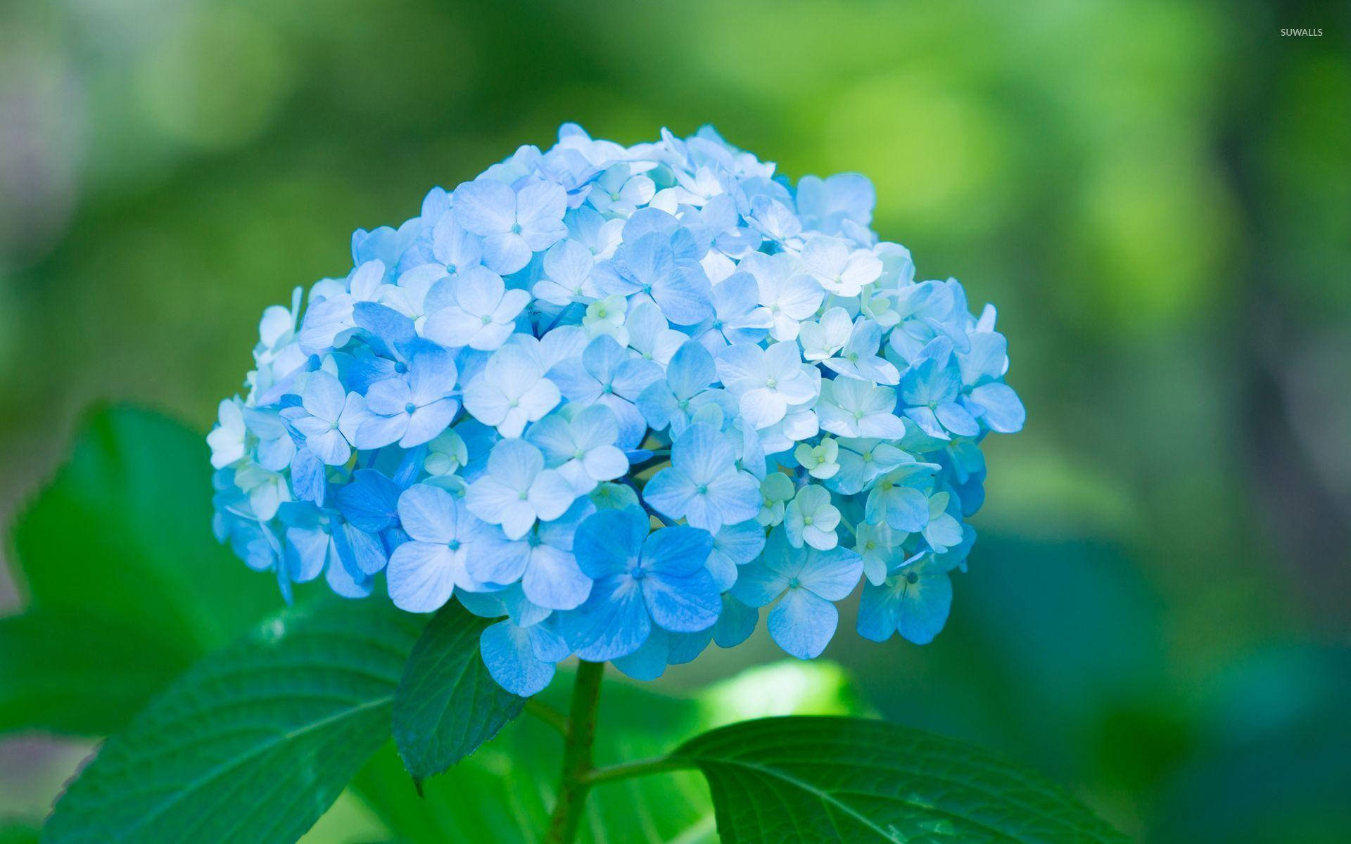 blue hydrangea flower, delicate petals, lush green leaves, Full HD Desktop Wallpaper