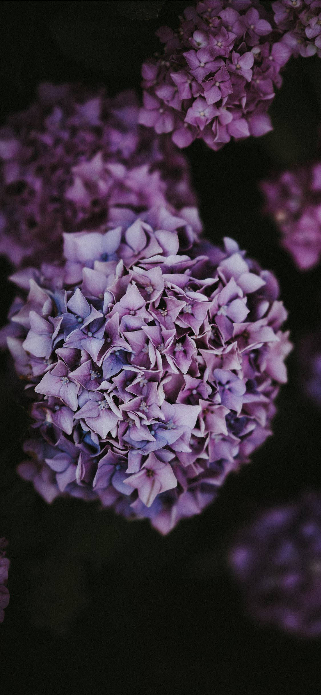 light purple hydrangea, lush purple hydrangea blooms, soft petals, Full HD Phone Wallpaper