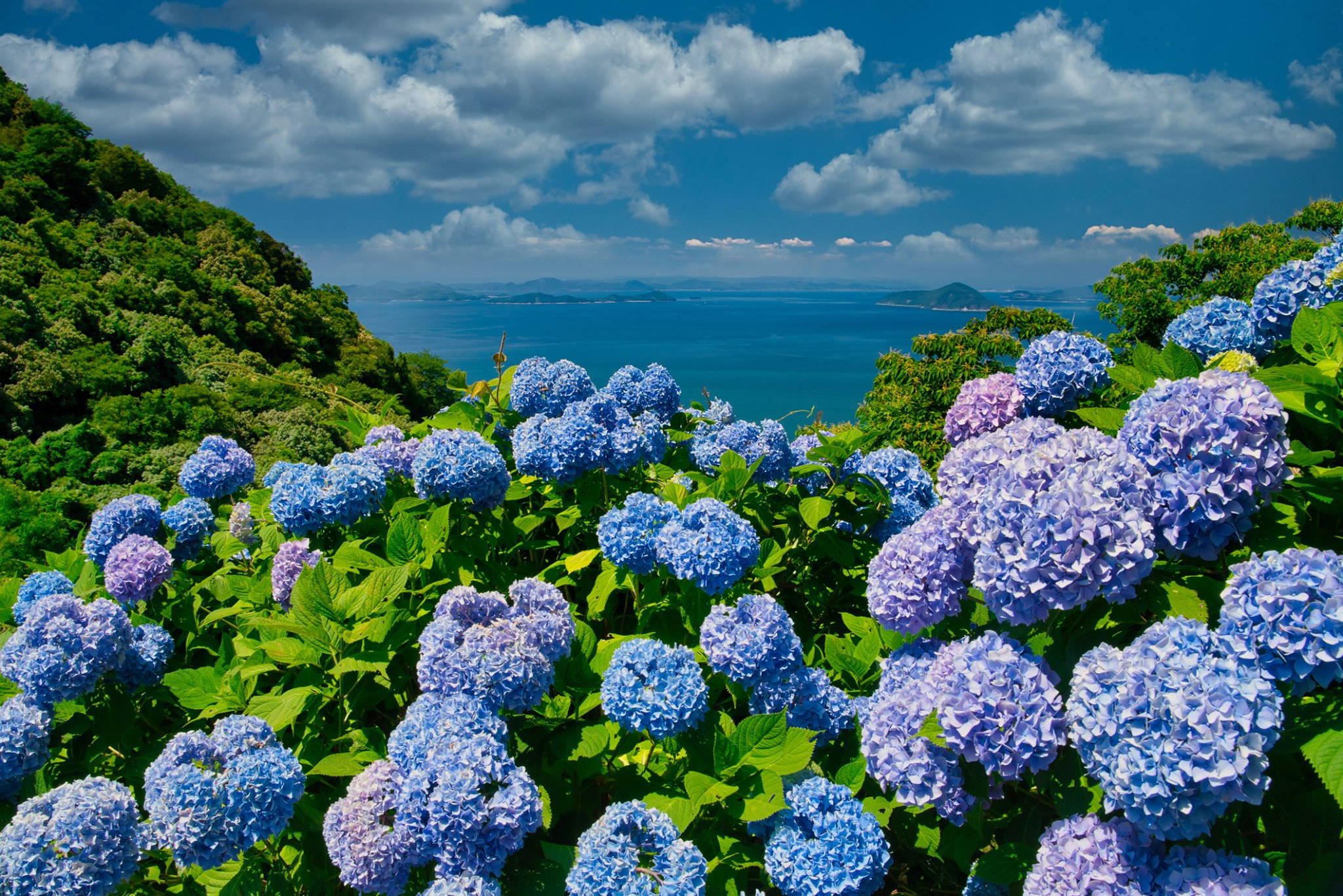 blue hydrangea flowers, hillside, ocean, Full HD Desktop Wallpaper