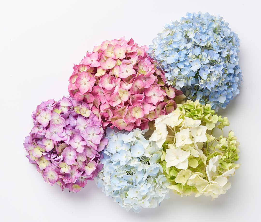 hydrangea flowers, pastel pink, purple, SD Desktop Wallpaper