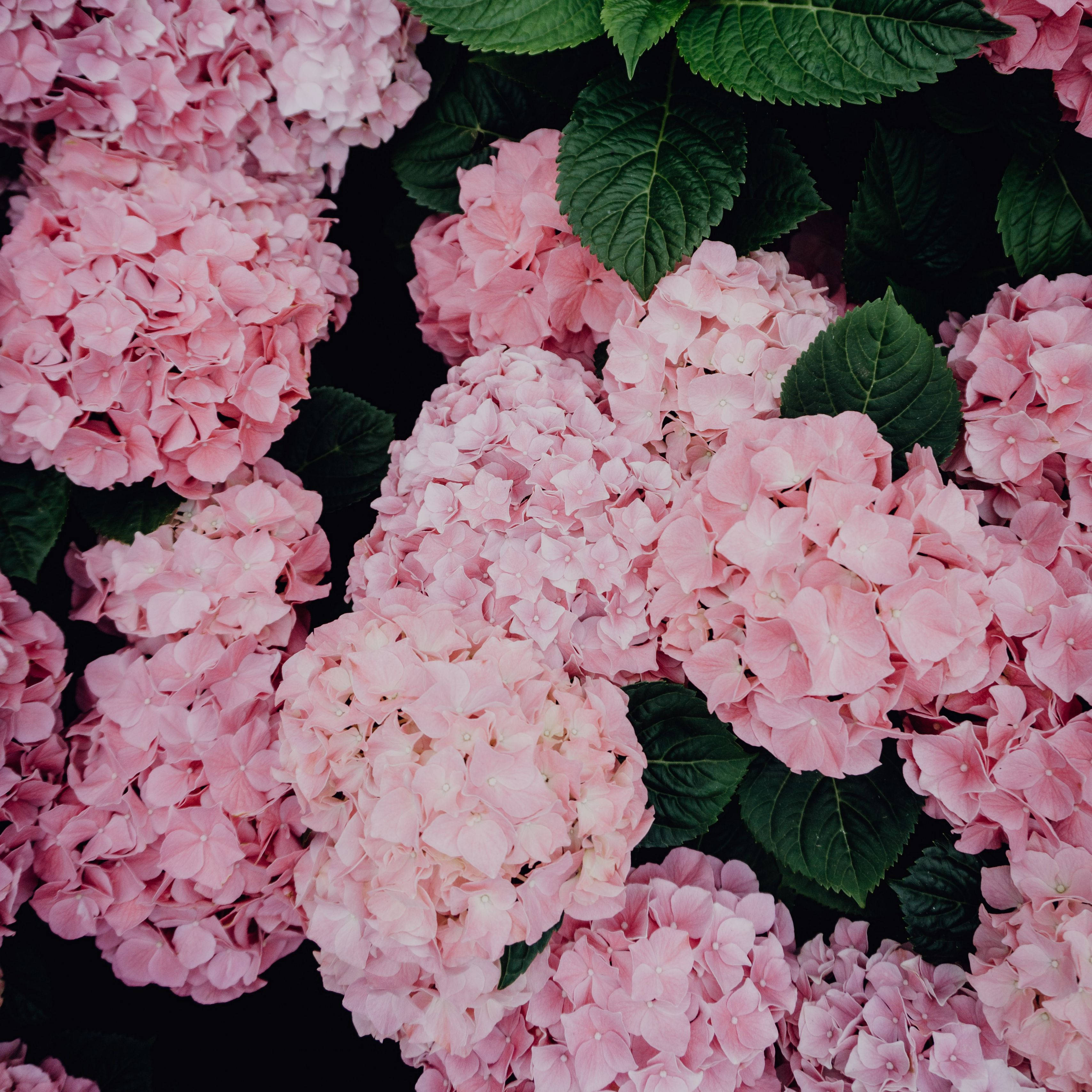 pink hydrangea flowers, lush pink hydrangea blooms, deep green leaves, 2K Desktop Wallpaper