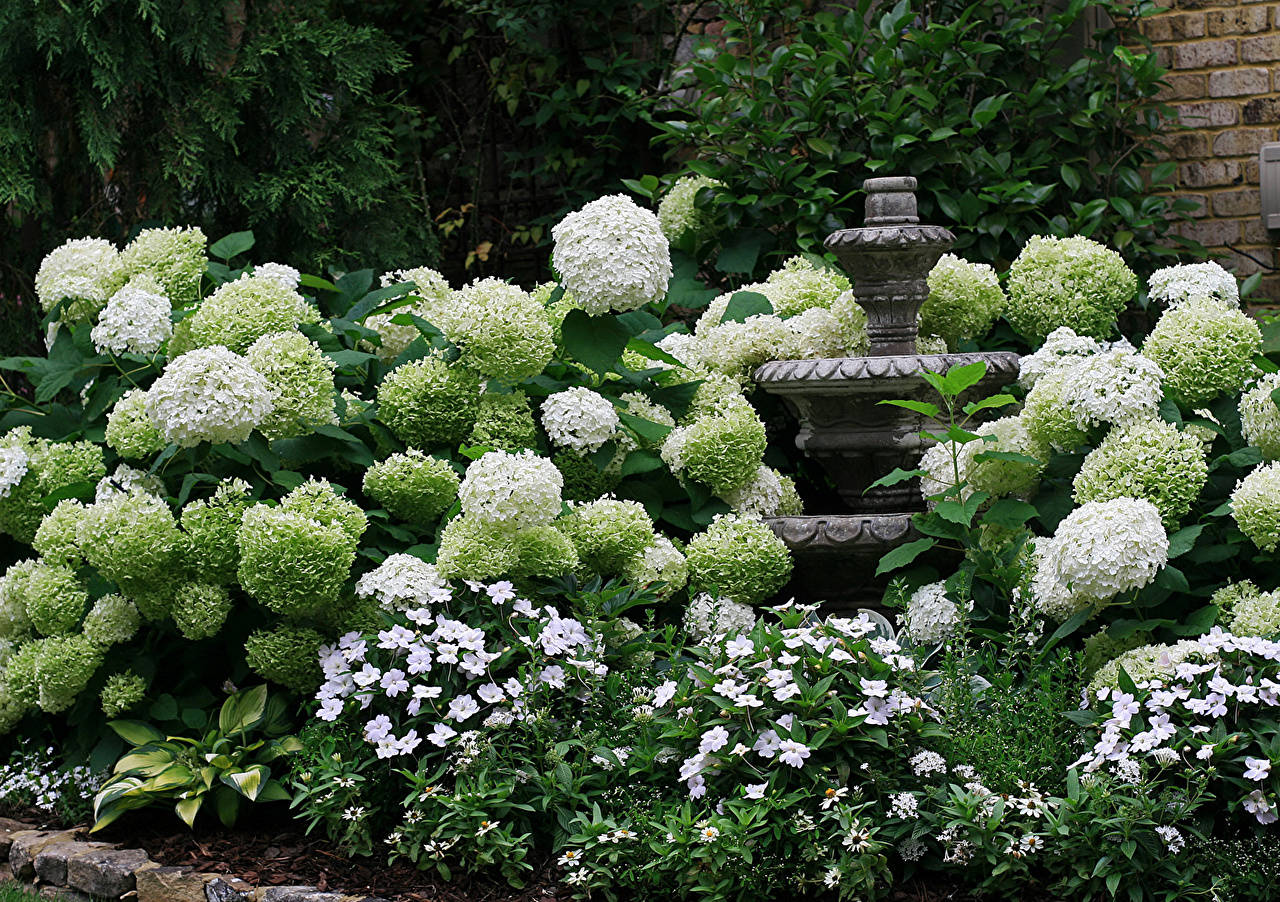 white hydrangea flowers, fountain, stone fountain, HD Desktop Wallpaper