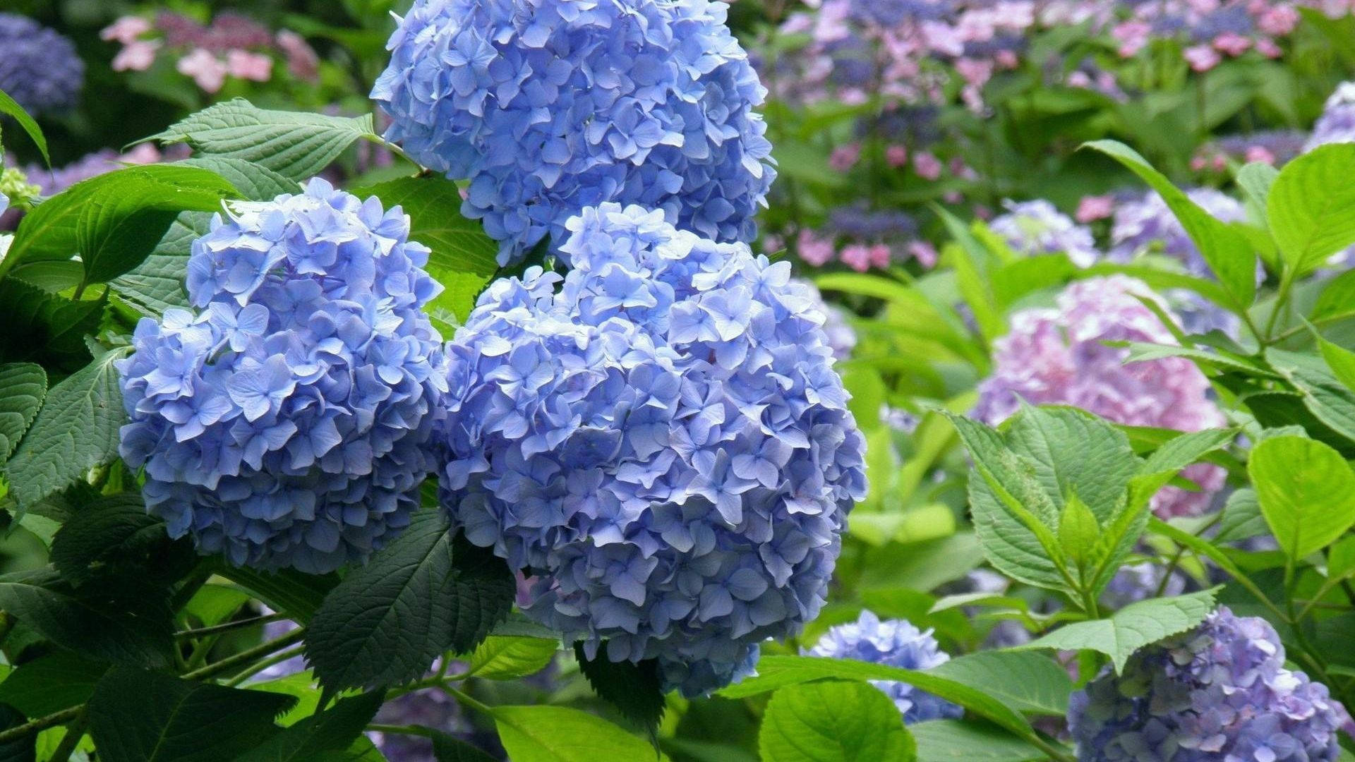 soft blue hydrangea flowers, blue hydrangea blooms, pink hydrangea blooms, Full HD Desktop Wallpaper