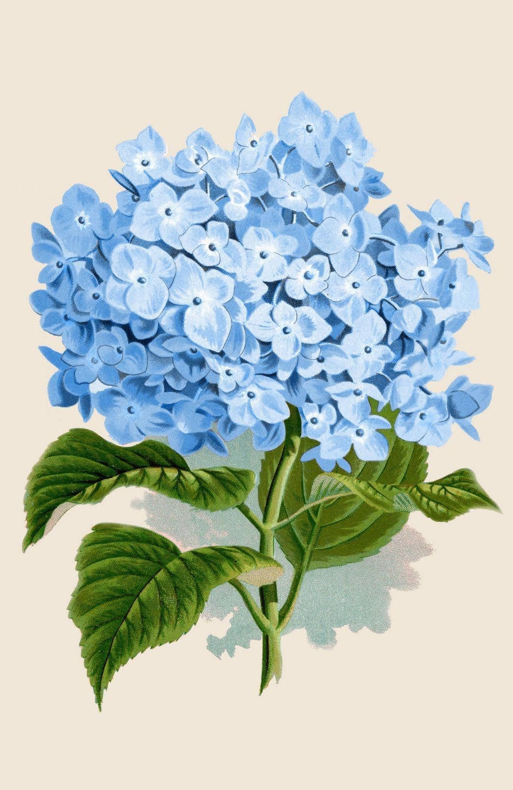 blue hydrangea, vintage-style illustration, lush blue hydrangea bloom, HD Phone Wallpaper