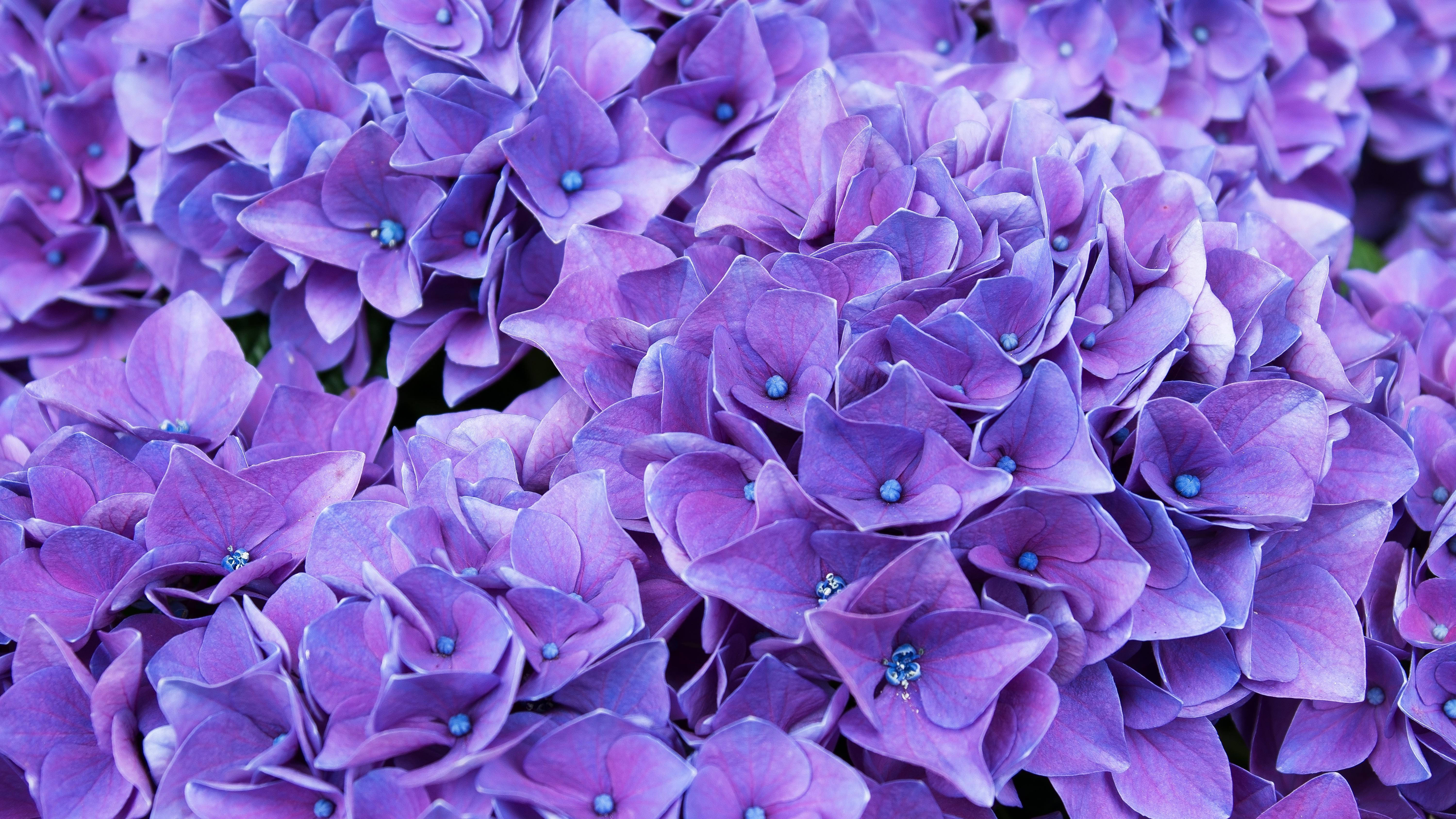hydrangea, purple, blooms, 5K Desktop Wallpaper