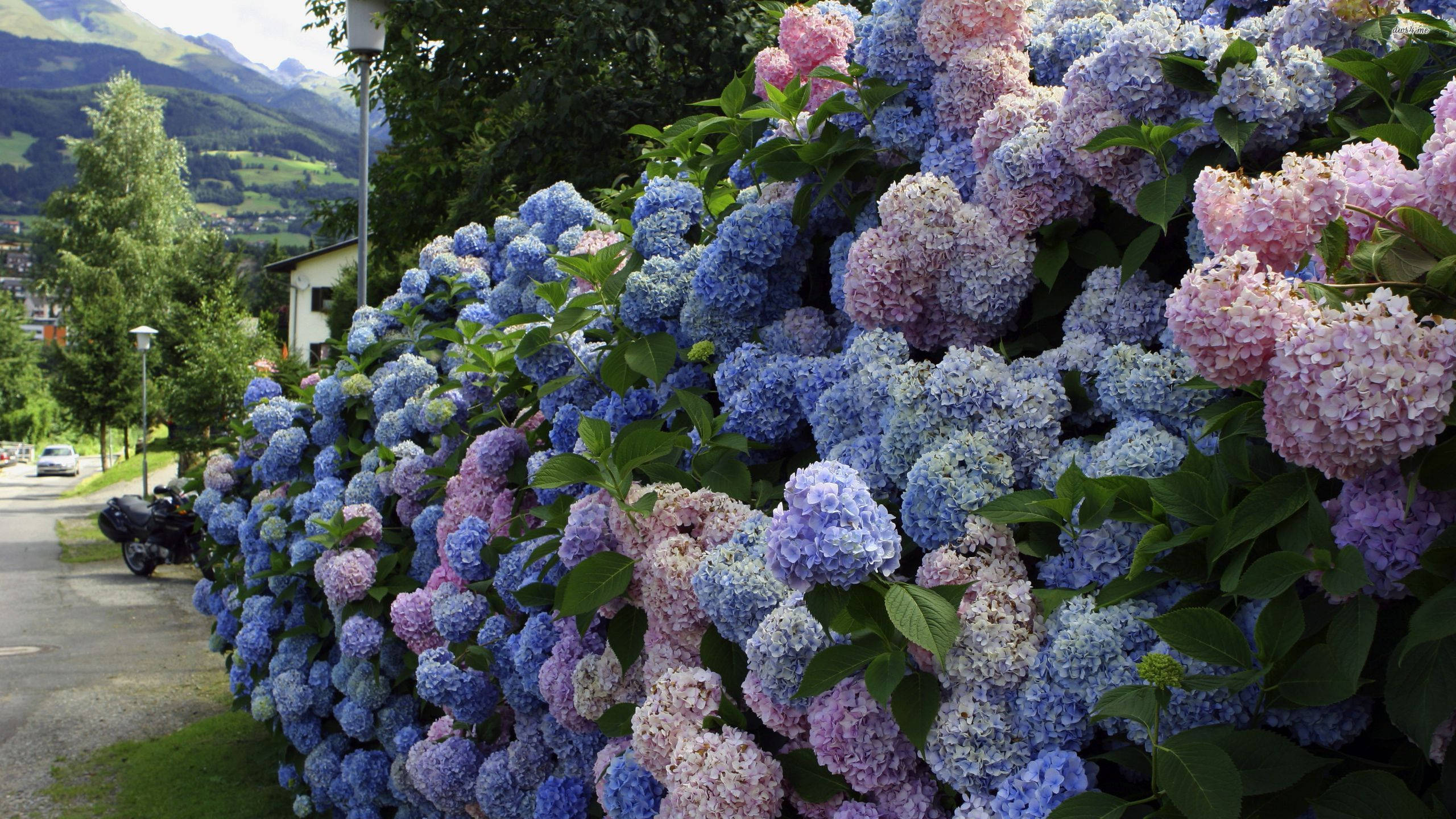 soft pastel hydrangea flowers, blue hydrangeas, pink hydrangeas, 2K Desktop Wallpaper