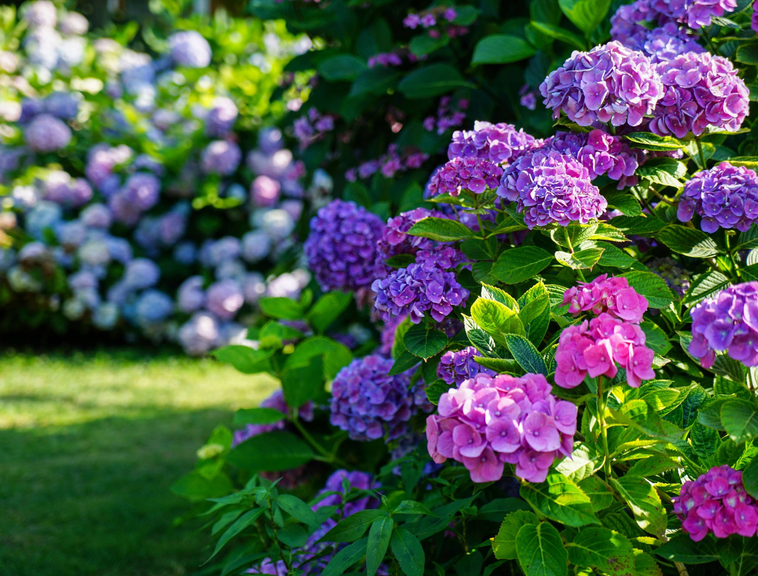 purple hydrangea, pink hydrangea, lush green bushes, Full HD Desktop Wallpaper