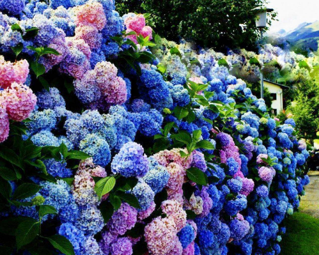 colorful hydrangea bush, blue hydrangeas, pink hydrangeas, HD Desktop Wallpaper