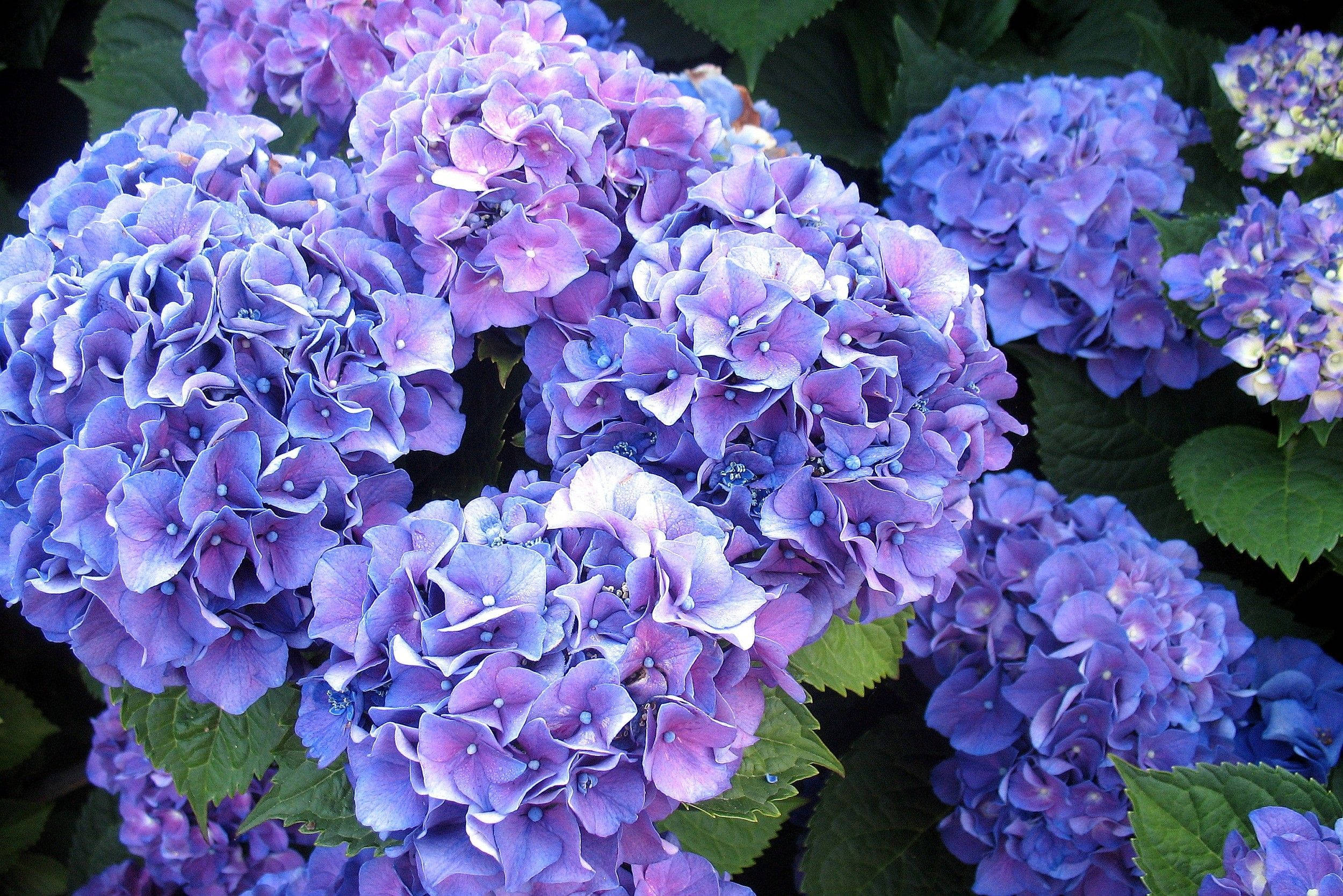 bright violet hydrangea flowers, vibrant blue and purple hydrangea blooms, lush green foliage, Full HD Desktop Wallpaper