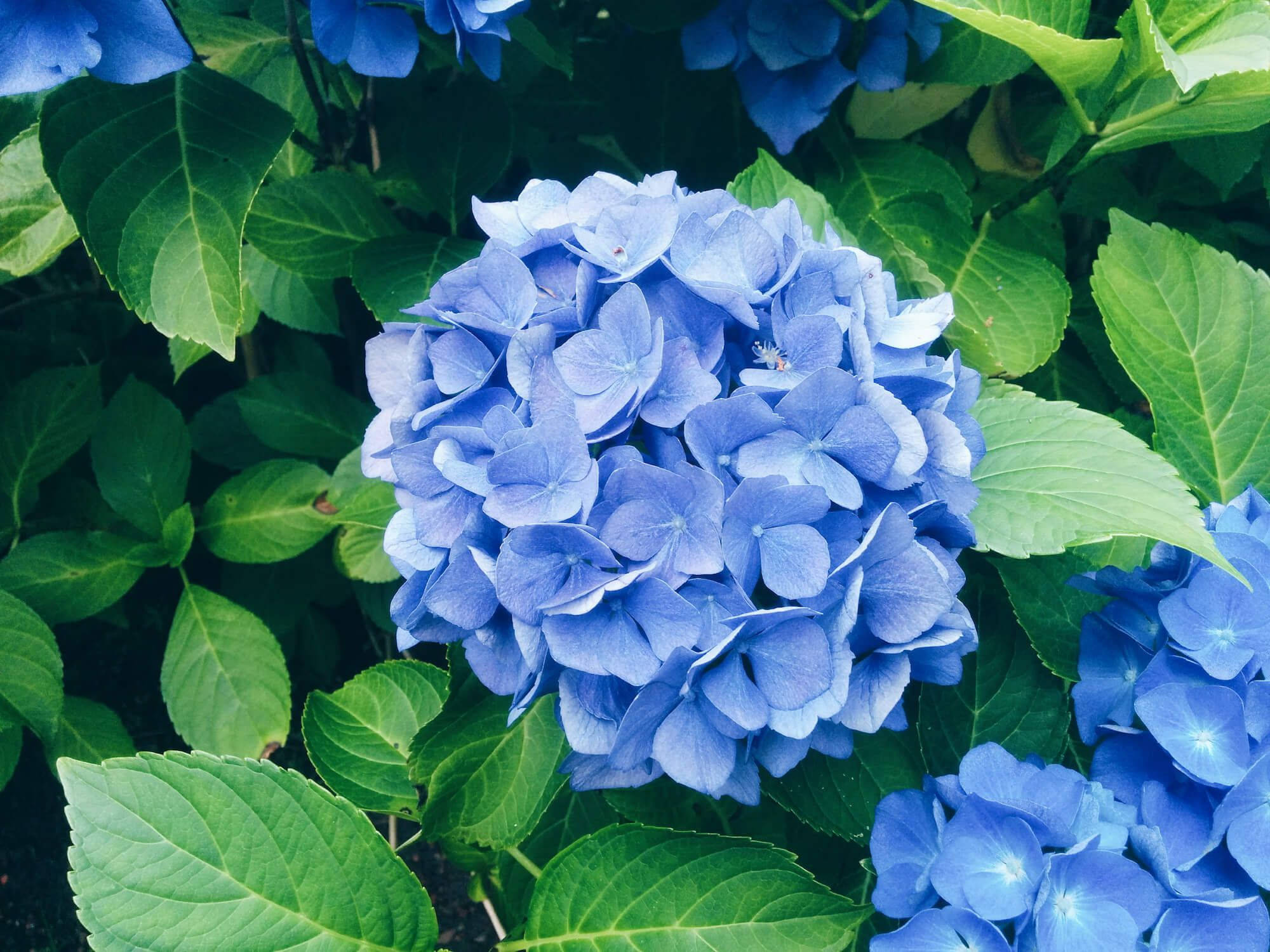 blue hydrangea flowers, outdoors, vibrant blue hydrangea blooms, Full HD Desktop Wallpaper
