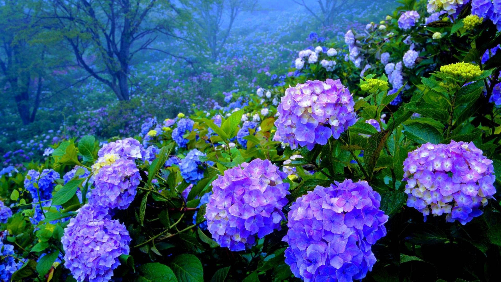 purple hydrangea garden, vibrant purple, blue hydrangeas, Full HD Desktop Wallpaper