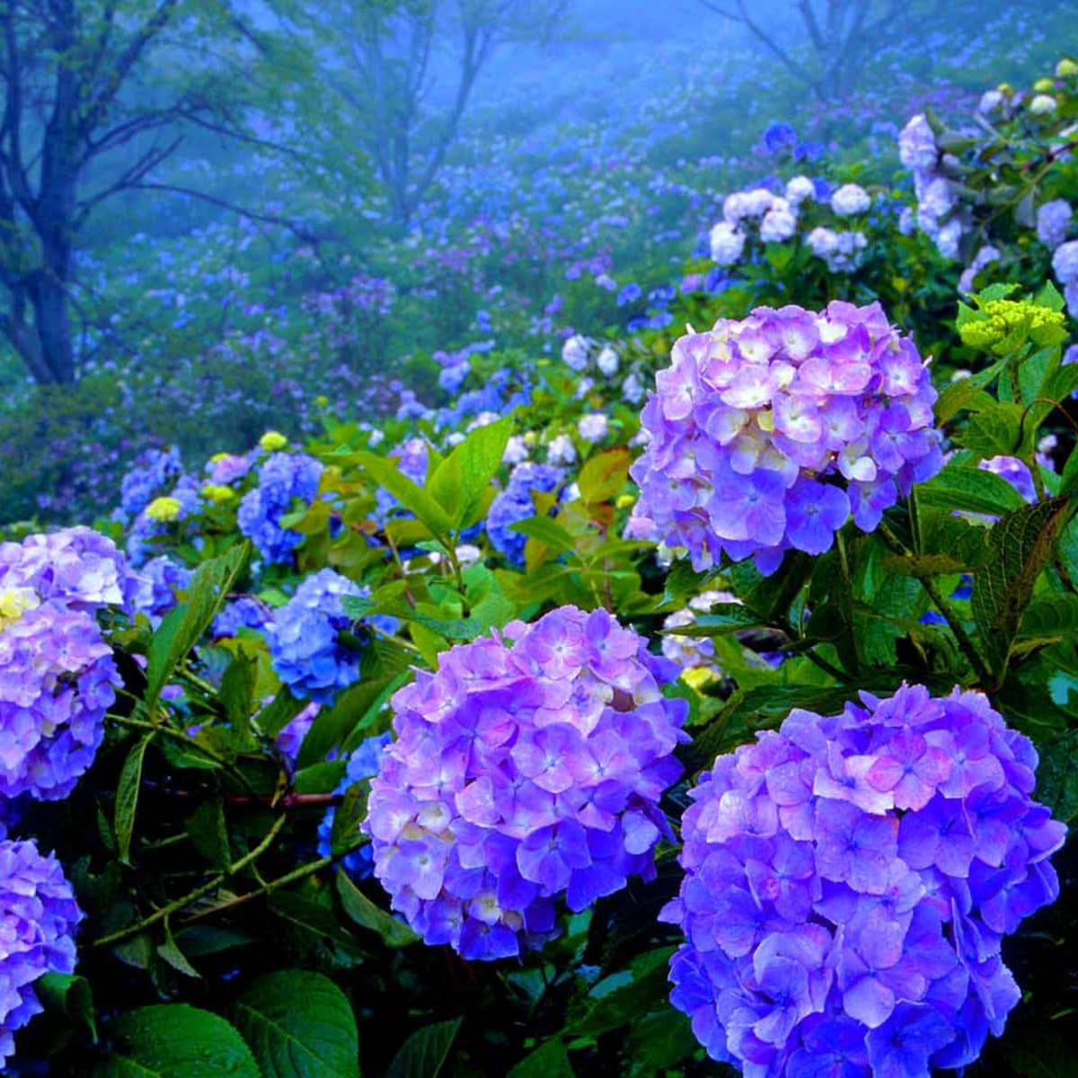 purple hydrangea flowers, forest clearing, misty forest, SD Desktop Wallpaper