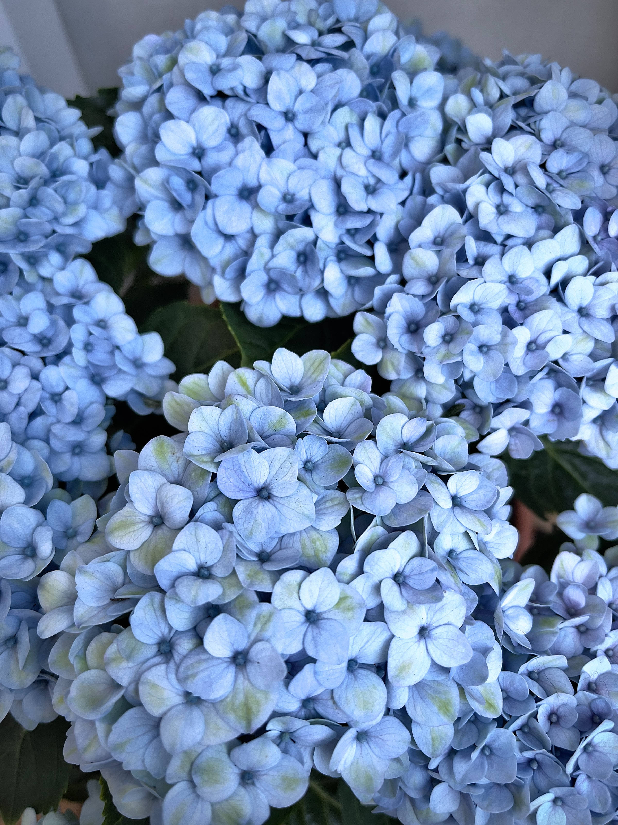 blue hydrangea, lush blue hydrangea blooms, soft petals, 2K Phone Wallpaper