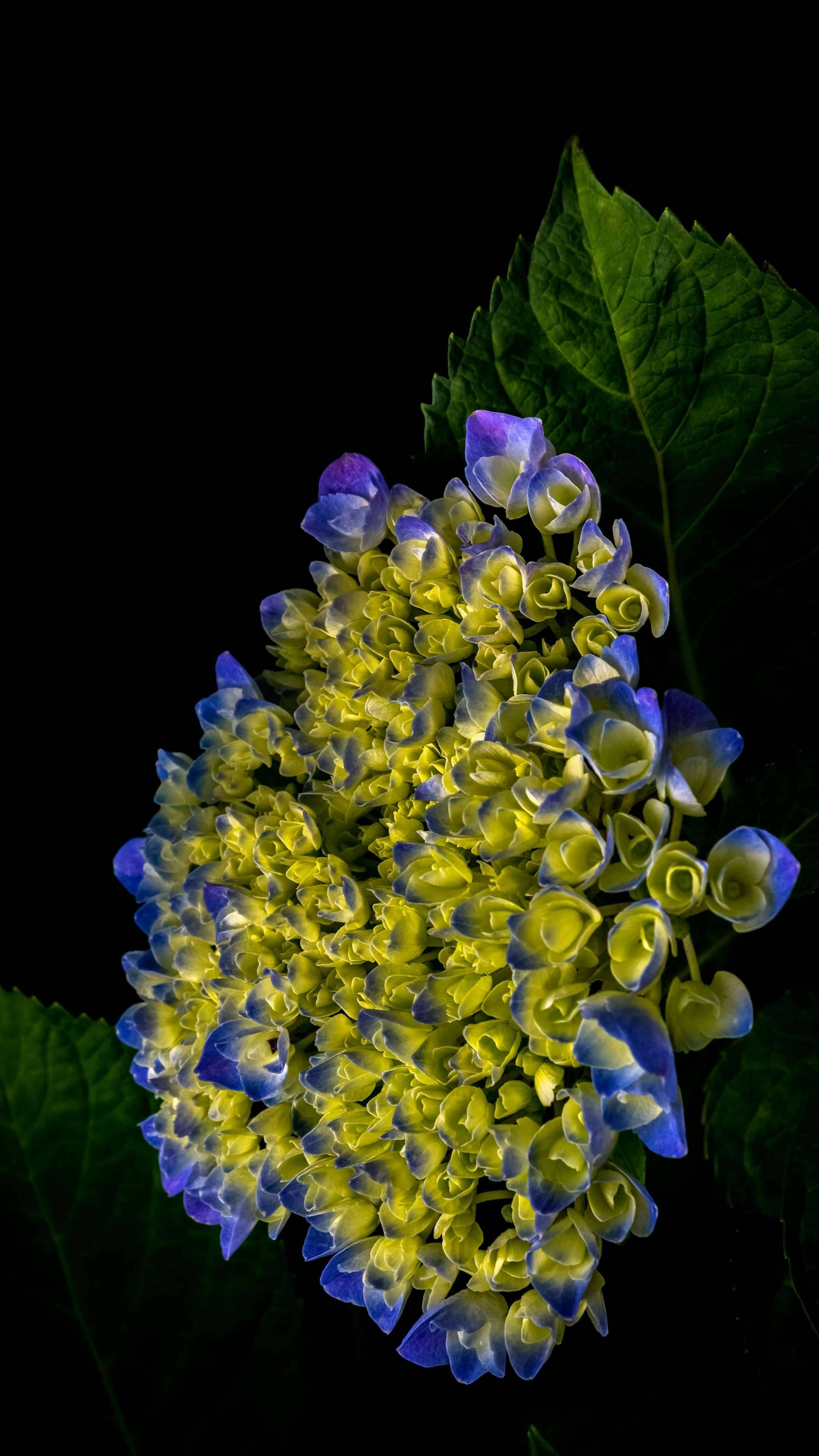 blue yellow hydrangeas, lush green leaves, stark black background, 4K Phone Wallpaper