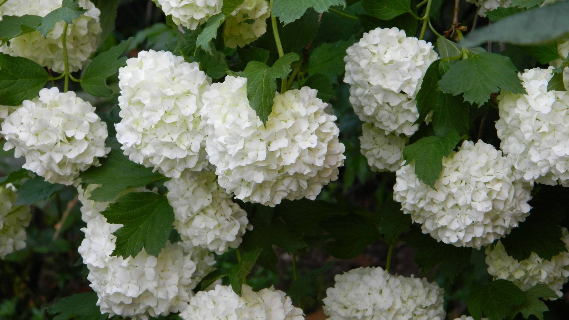 white hydrangea flowers, pristine white hydrangea blooms, lush green leaves, Full HD Desktop Wallpaper
