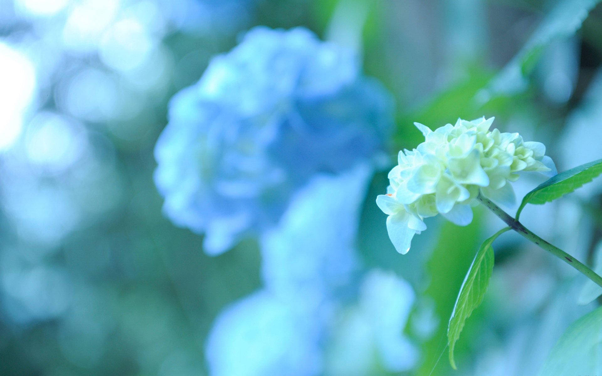 small white hydrangea flower, dreamy blue and green blurred garden background, soft focus, Full HD Desktop Wallpaper