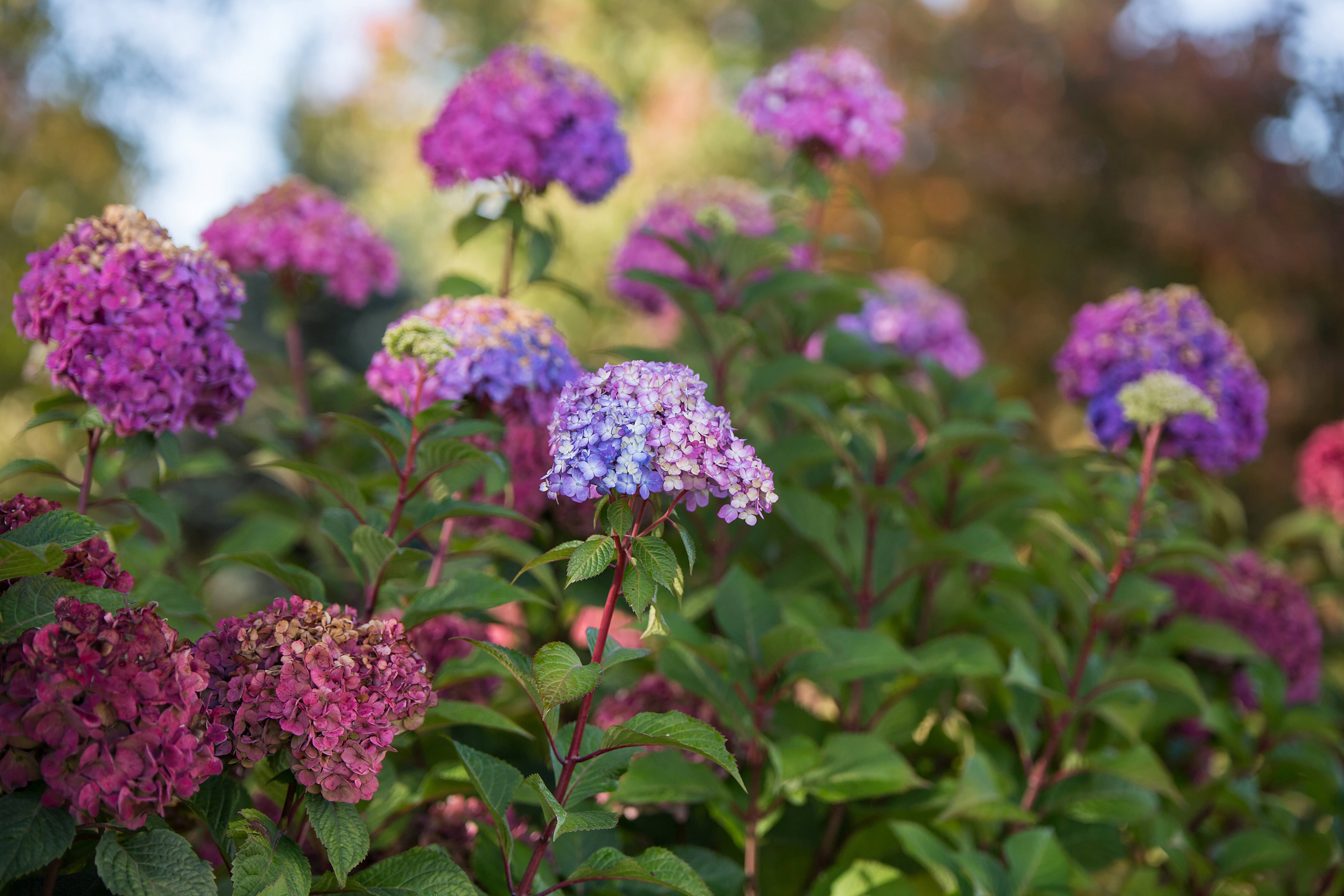 soft pink and purple hydrangea flowers, vibrant purple and pink hydrangea blooms, lush green leaves, 5K Desktop Wallpaper