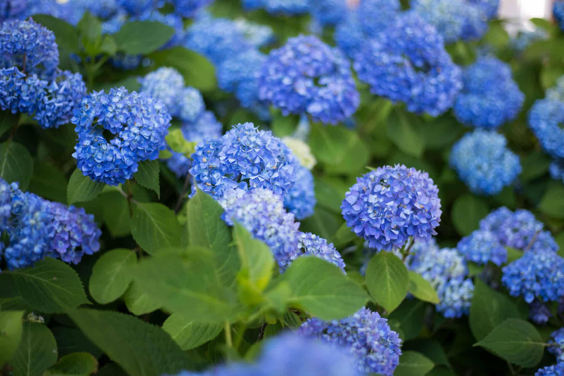 blue hydrangea flowers, outdoors, sunlit garden scene, HD Desktop Wallpaper