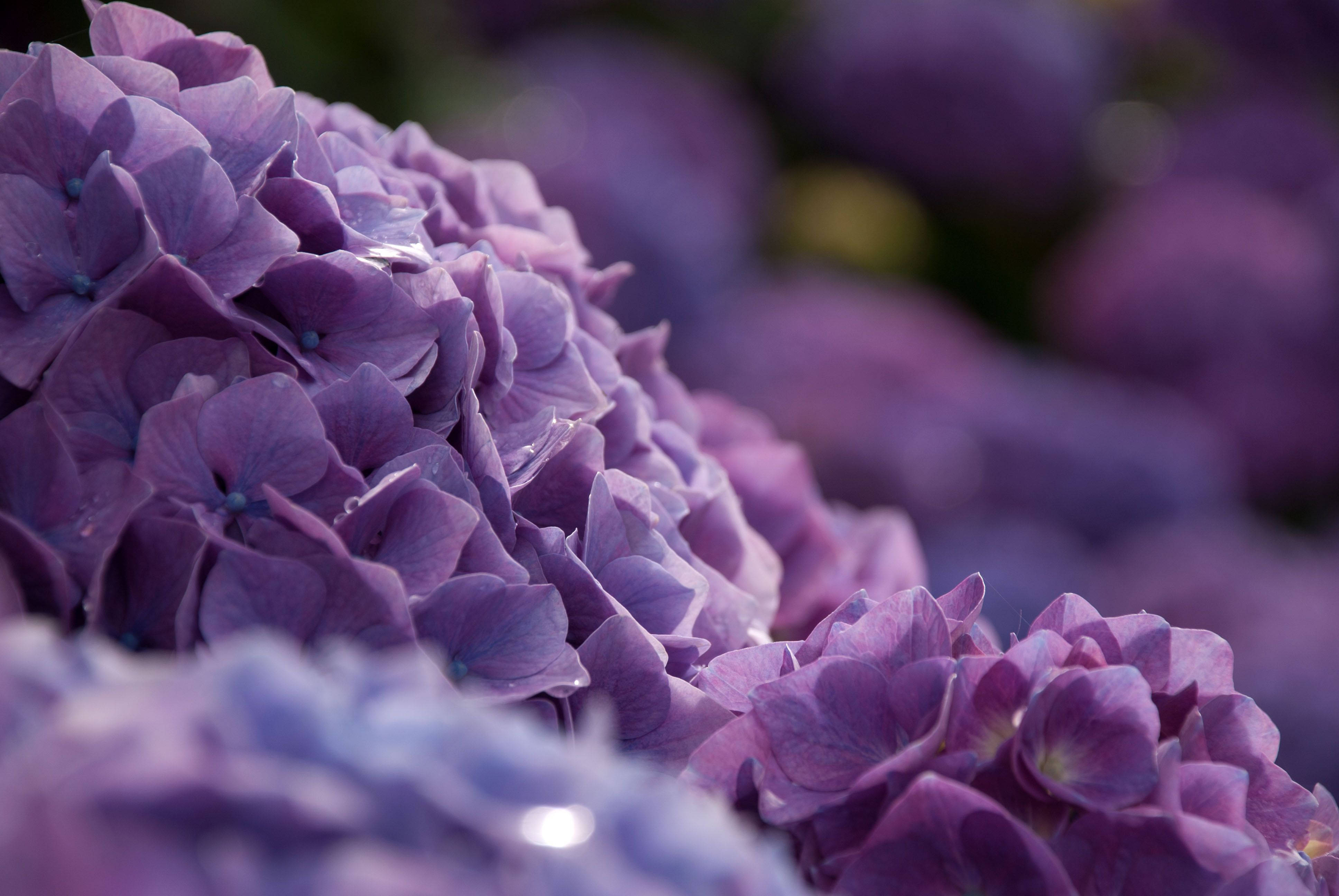 purple hydrangea flowers, water droplets, dewdrops, 4K Desktop Wallpaper