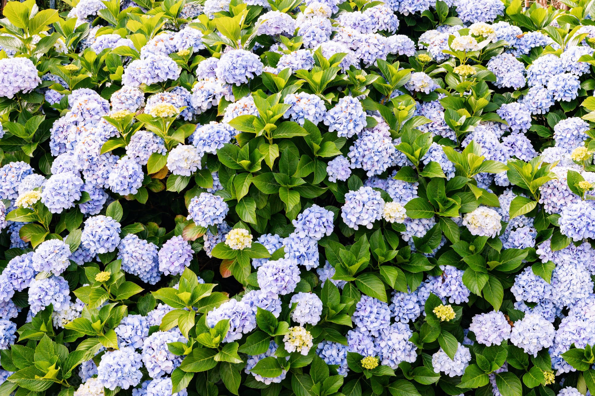 light blue hydrangea bush, light blue hydrangea flowers, white hydrangea flowers, Full HD Desktop Wallpaper