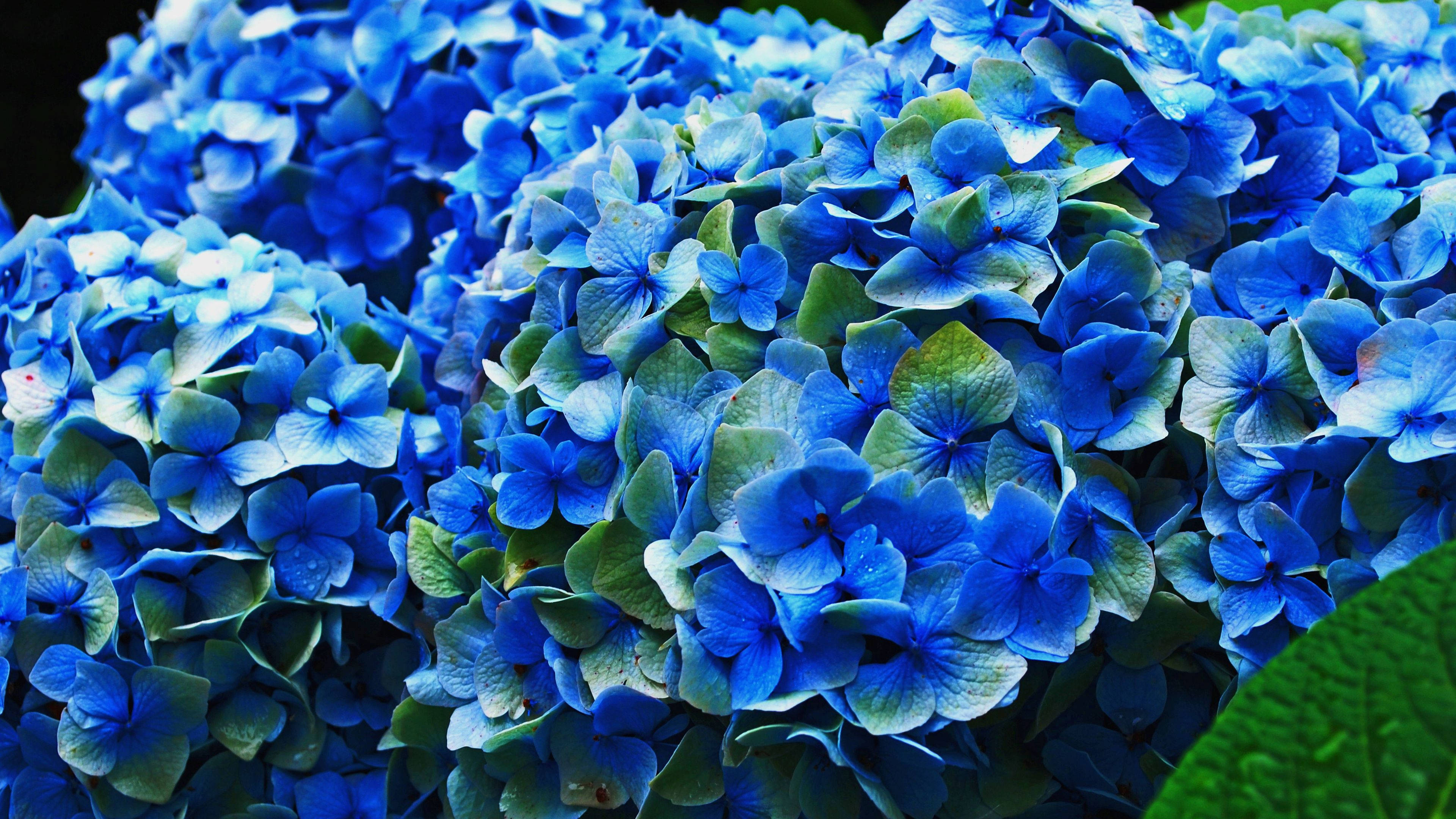 striking blue hydrangea flowers, vibrant blue hydrangea blooms, dewdrops, 4K Desktop Wallpaper