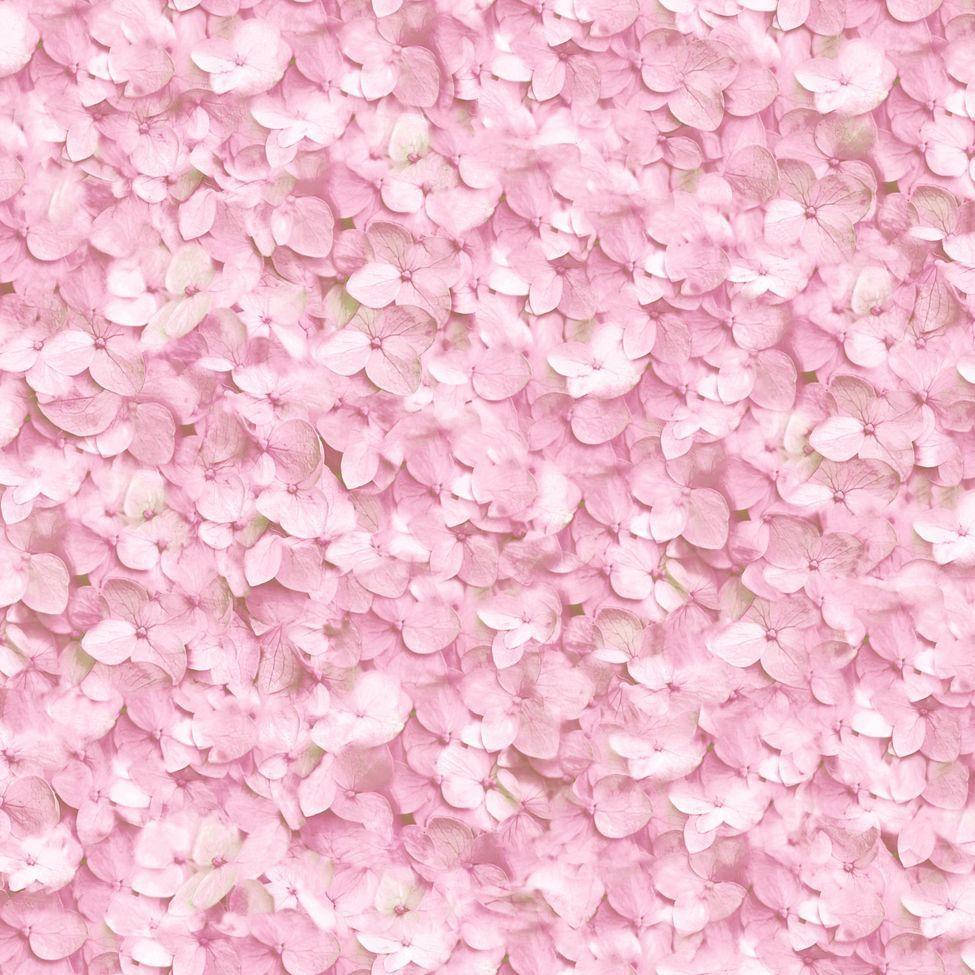 pink hydrangea flower, soft pink hydrangea blossoms, subtle white highlights, SD Desktop Wallpaper