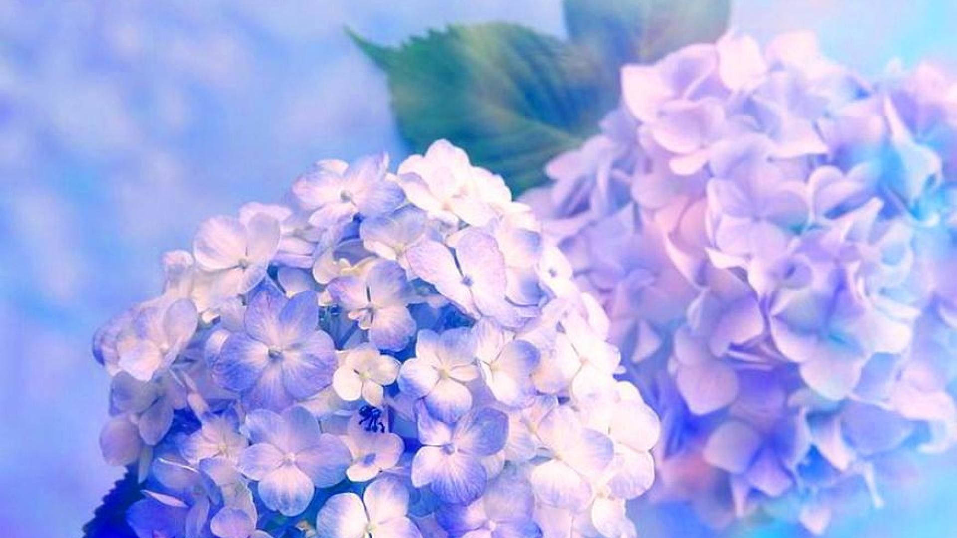 Dreamy Blue Hydrangea, soft blue, white hydrangea blooms, Full HD Desktop Wallpaper