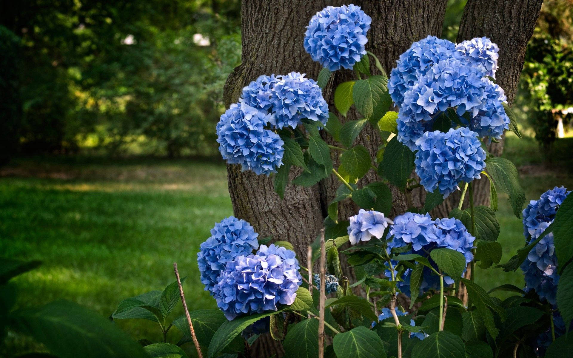 blue hydrangea flowers, tree trunk, sunlit garden, Full HD Desktop Wallpaper