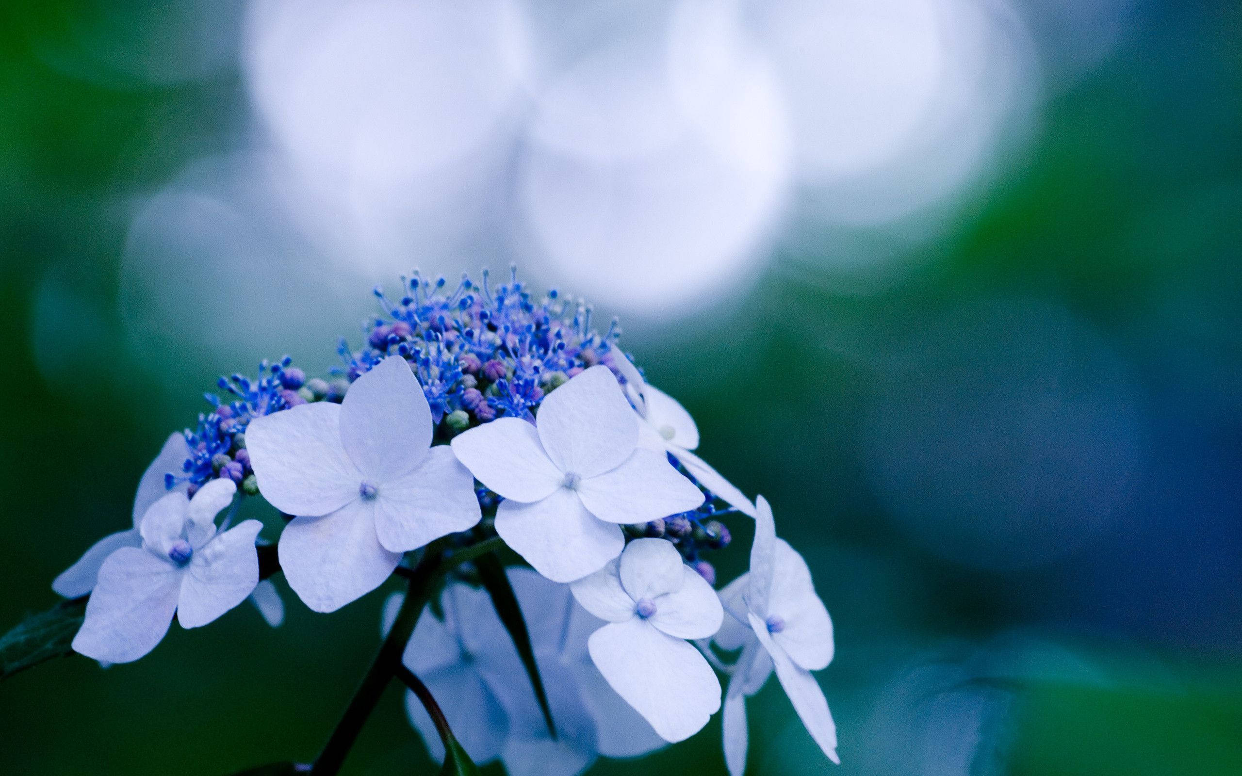 hydrangea, white flowers, blue hydrangea blossoms, 2K Desktop Wallpaper