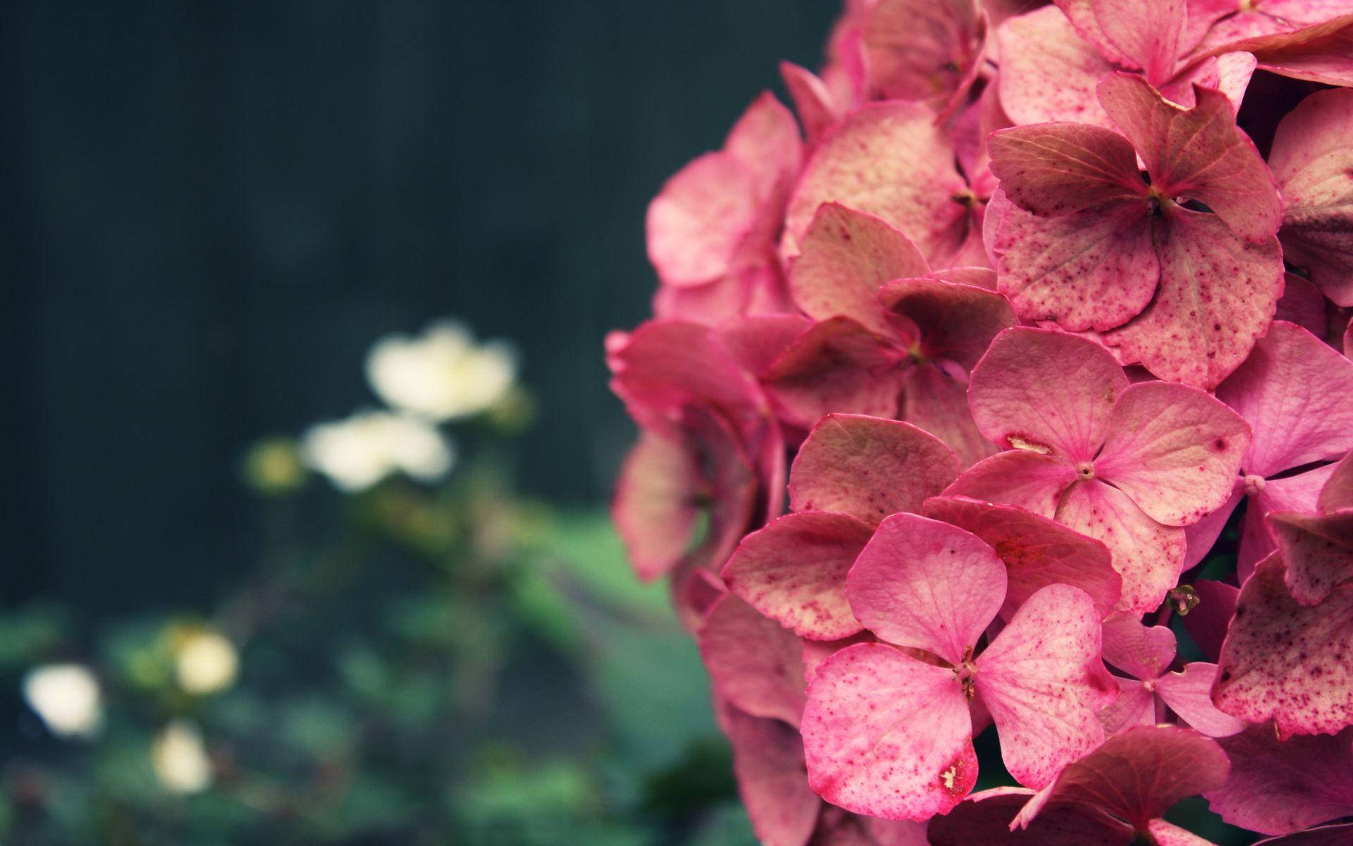 vibrant pink hydrangea, speckled petals, blurred dark green garden background, Full HD Desktop Wallpaper