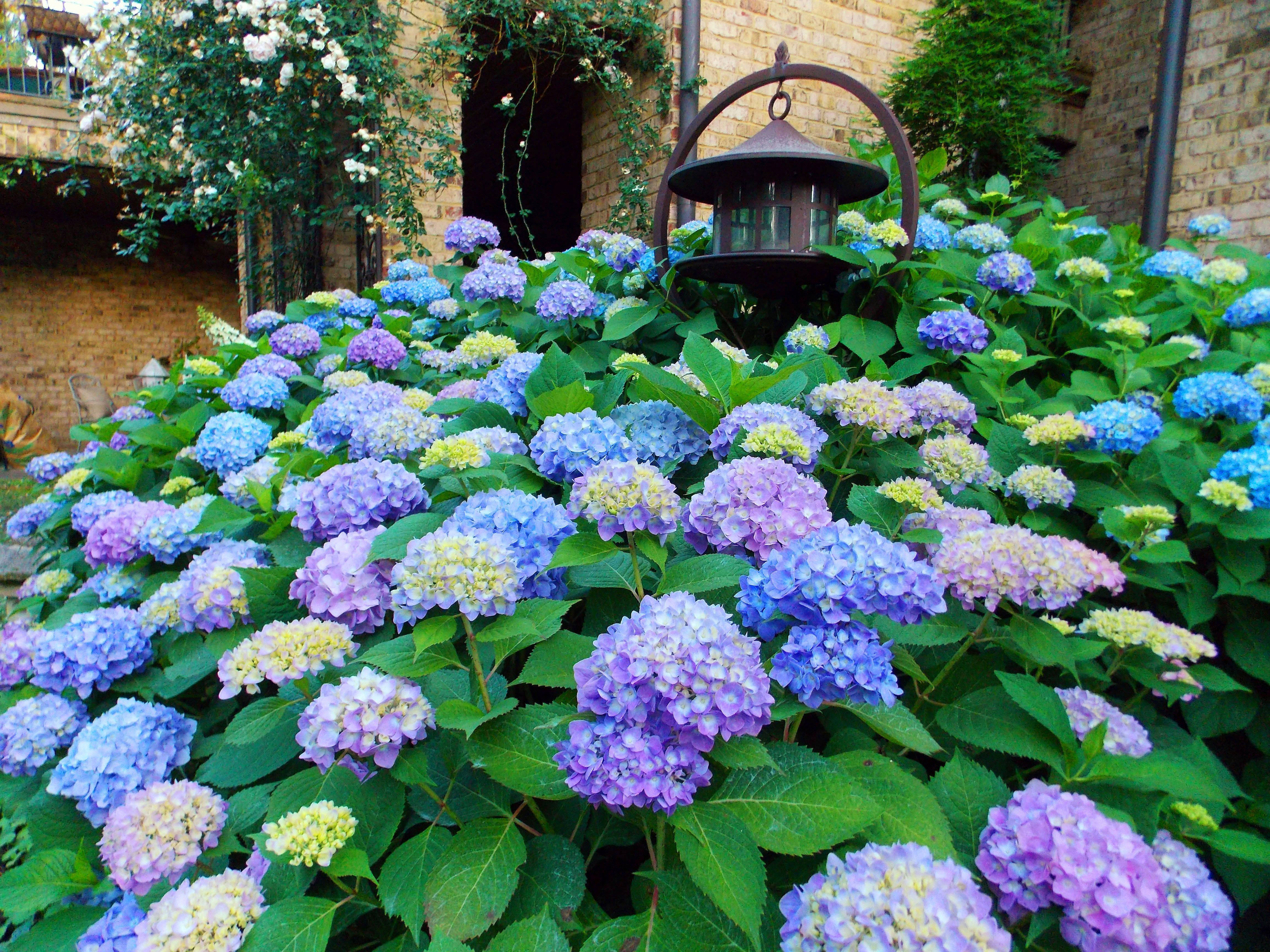 hydrangea bush, lamp, vintage lantern, 4K Desktop Wallpaper