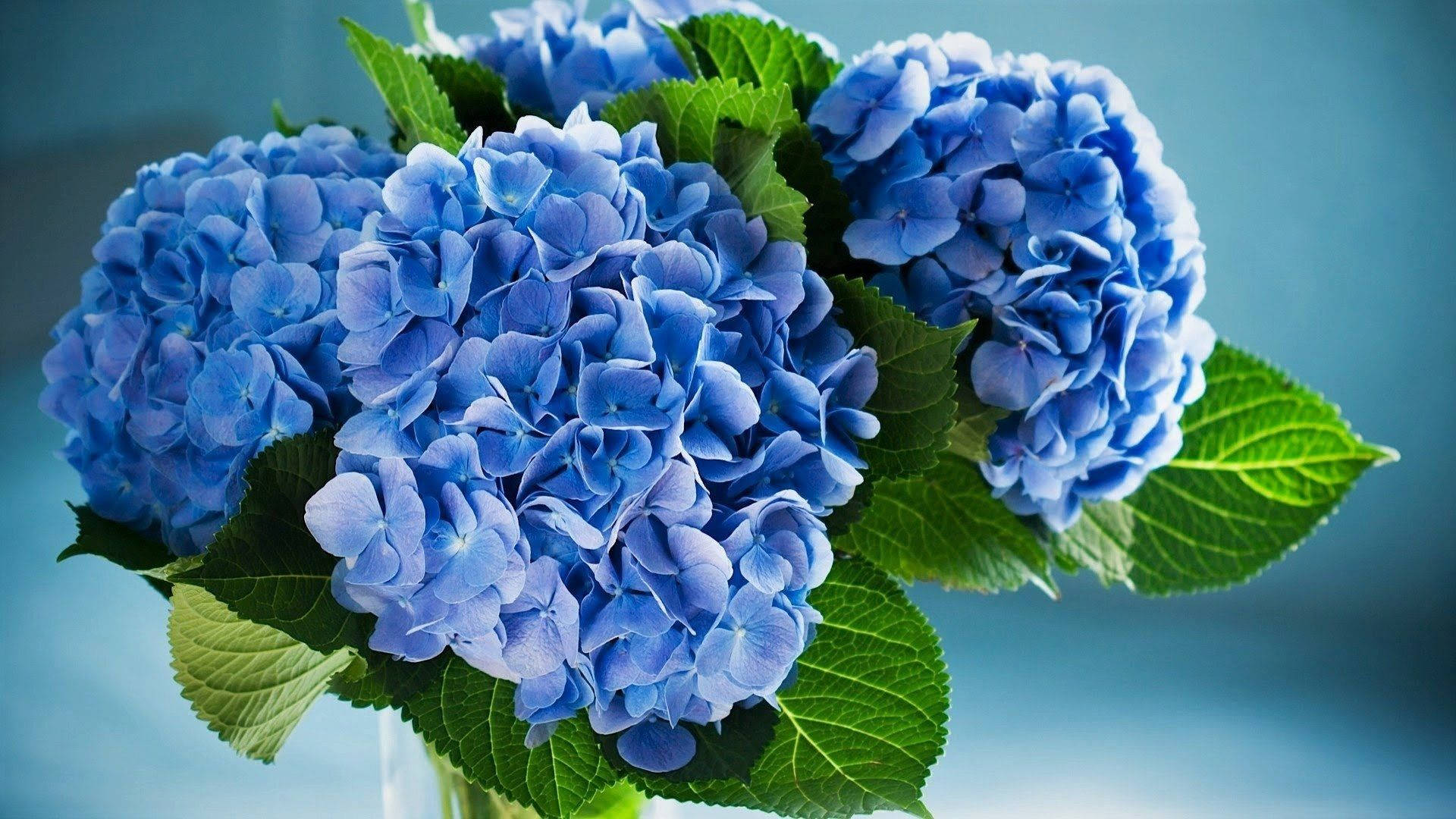 blue hydrangea flowers, lush green leaves, cool blue background, Full HD Desktop Wallpaper