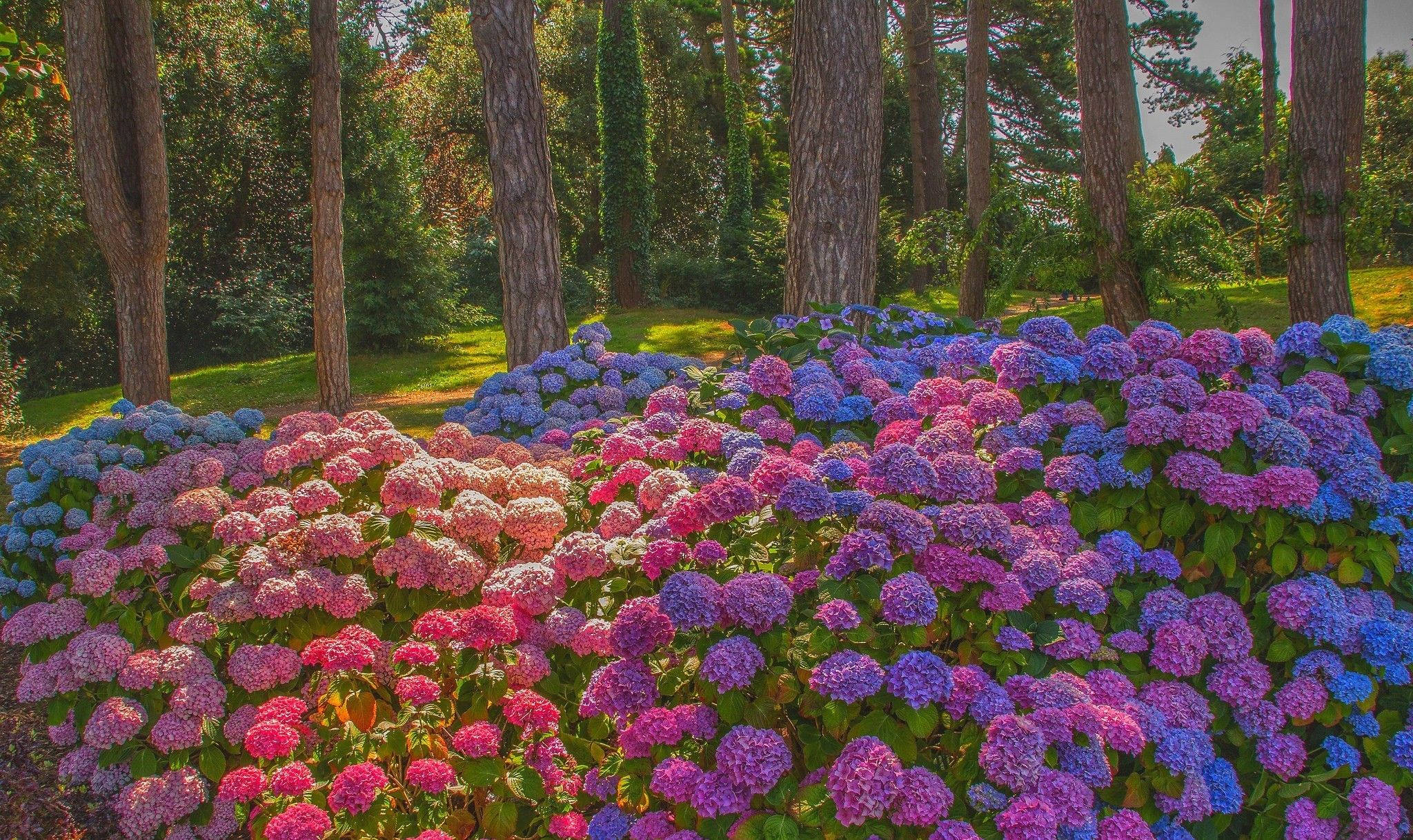 colorful hydrangea flowers, forest, vibrant pink and blue hydrangeas, Full HD Desktop Wallpaper