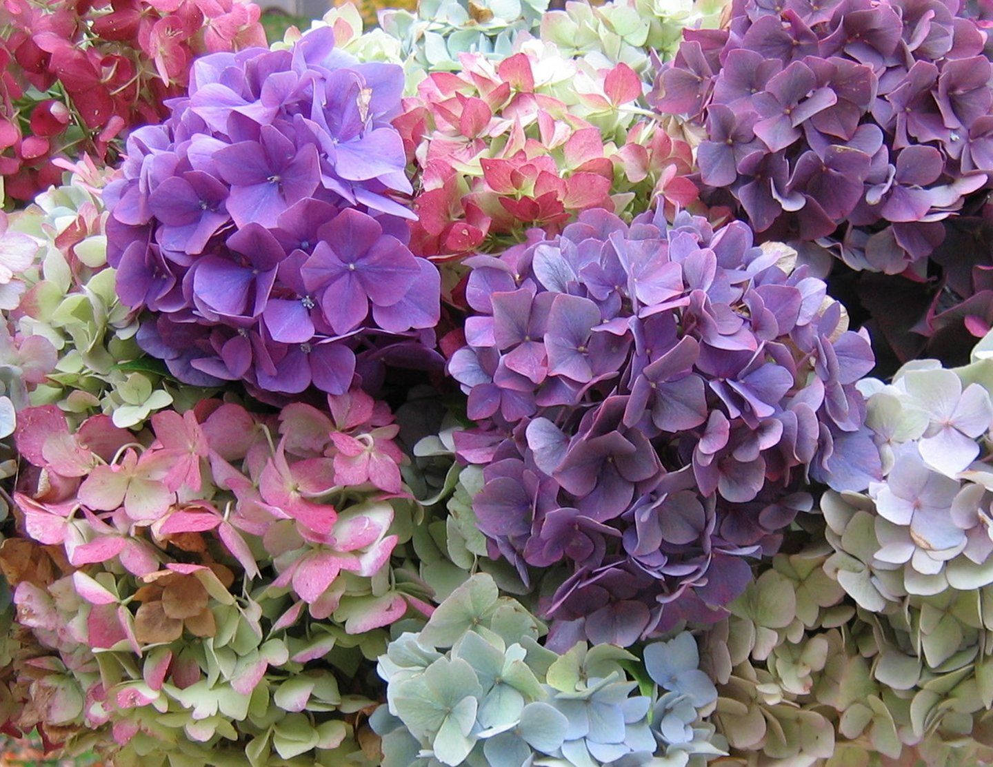 pink and purple hydrangea flowers, vibrant shades of purple pink and green, delicate petals, HD Desktop Wallpaper