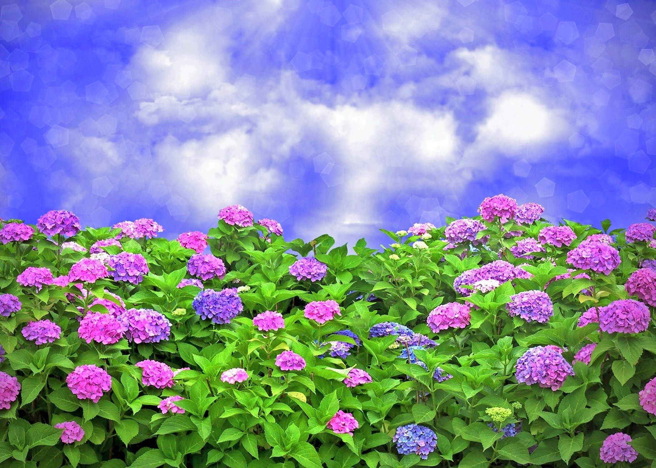 hydrangea bushes, blue sky, vivid blue sky, Full HD Desktop Wallpaper