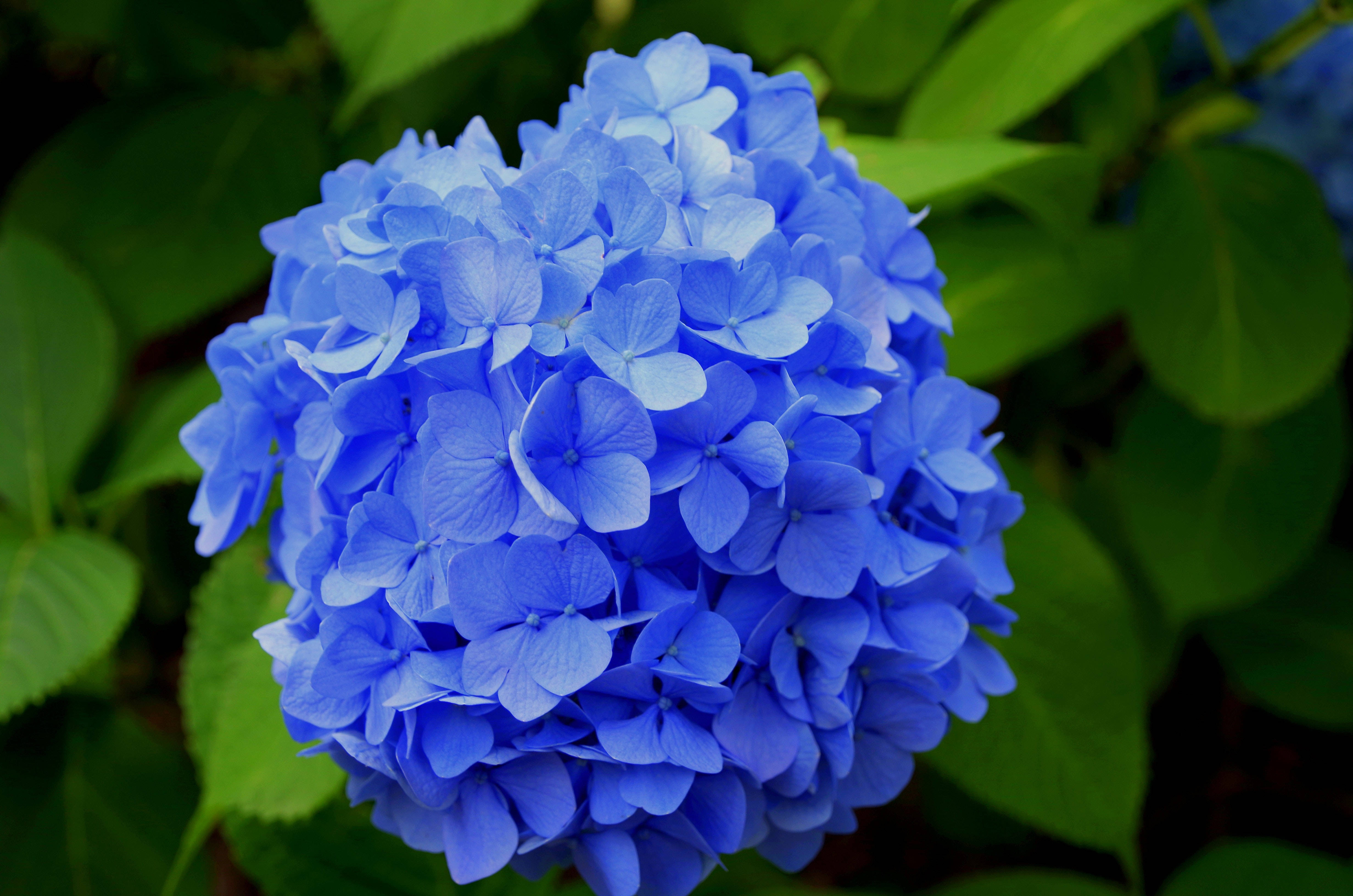 vibrant blue hydrangea flower, delicate petals, lush green leaves, 4K Desktop Wallpaper